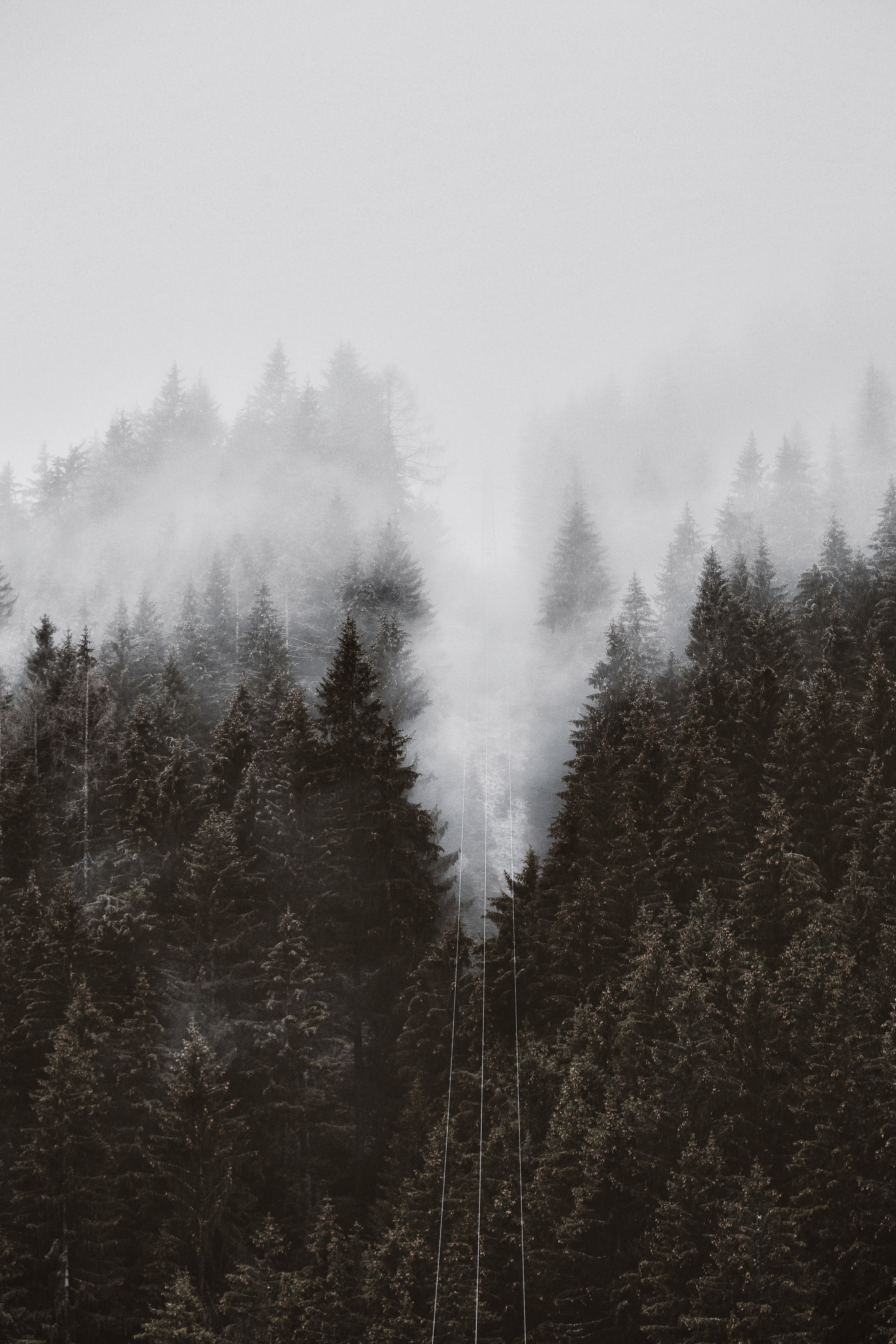 trees, nature, top, forest, fog, crown, tops, crowns, cable car, cableway