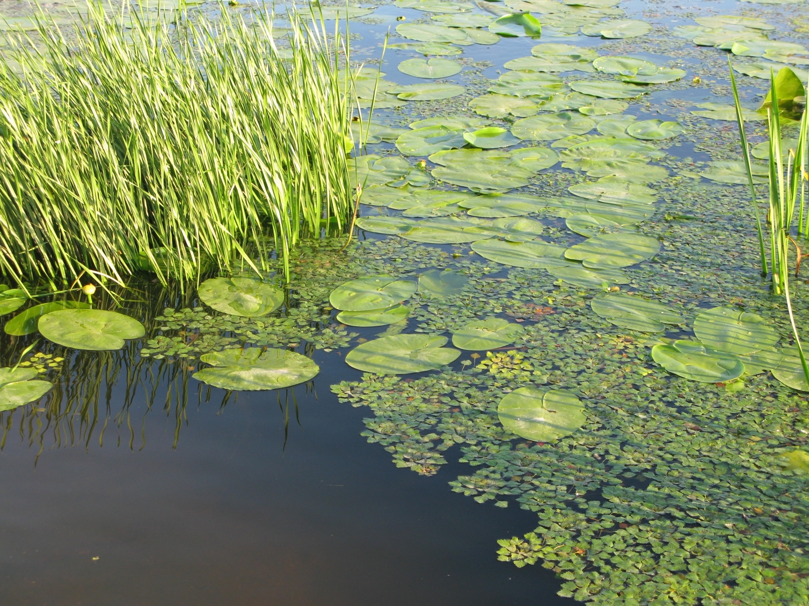landscape, water, lilies, green for android