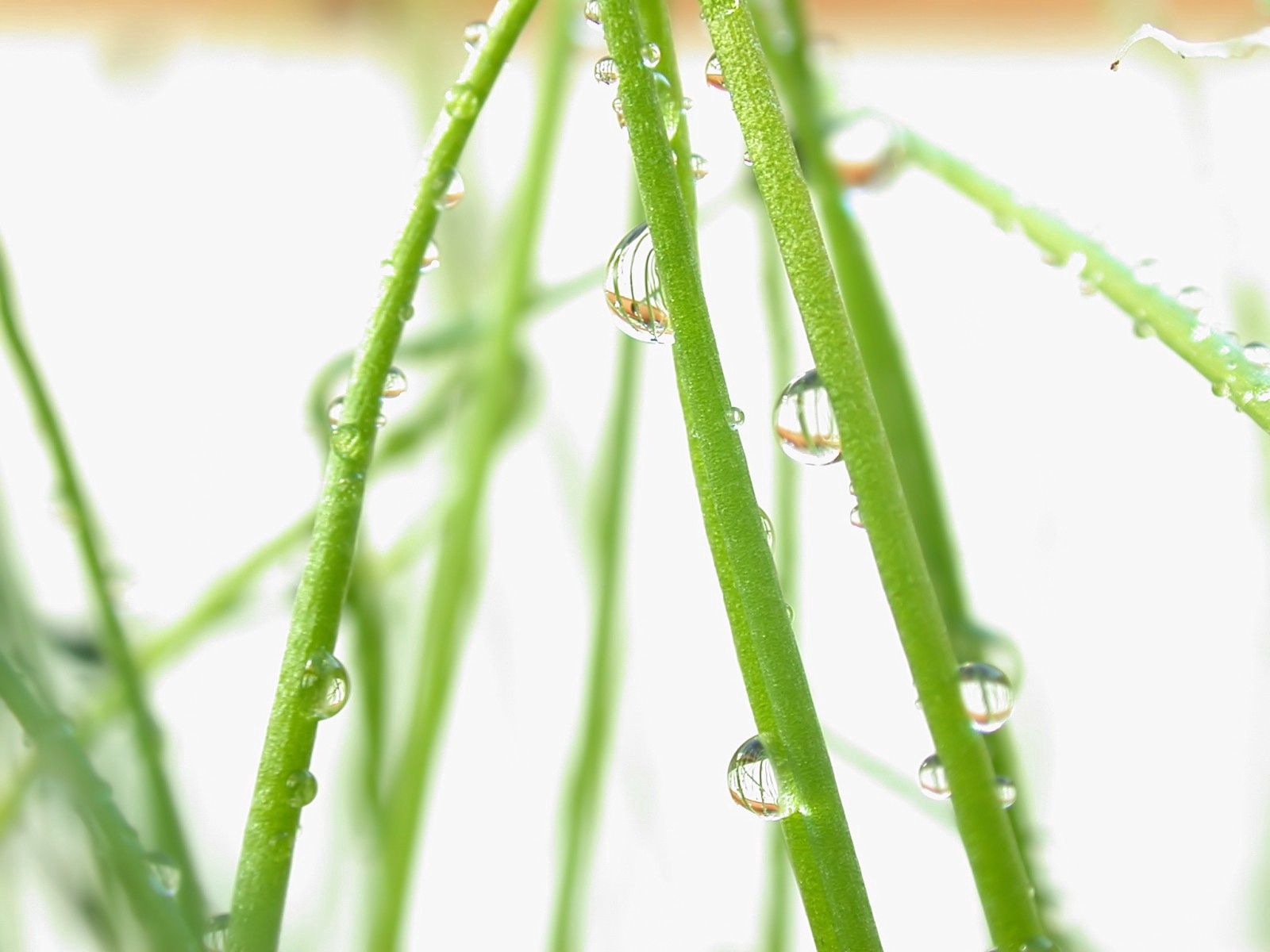 Ultrawide Wallpapers Macro branches, moisture, drops, bright