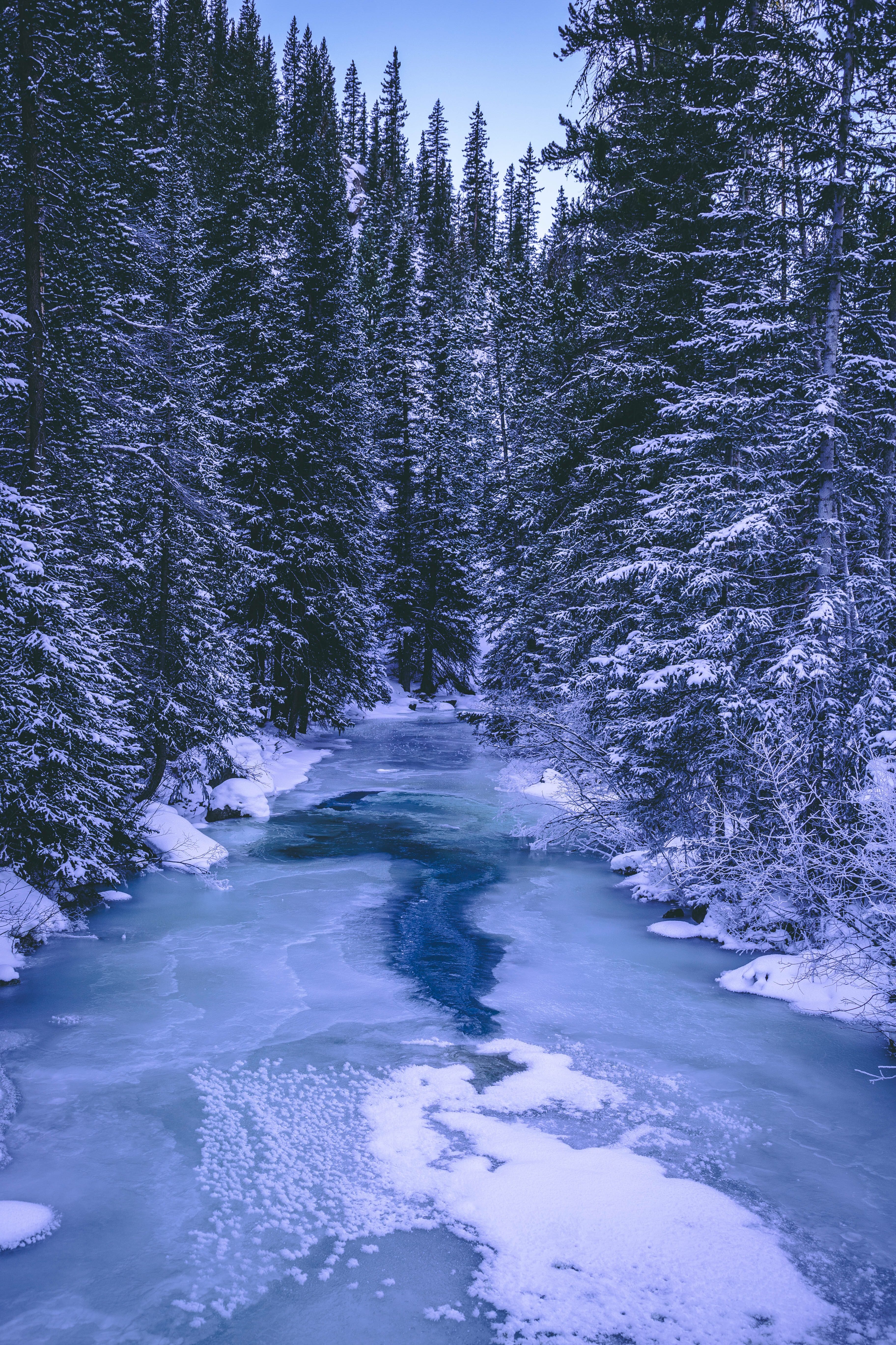 rivers, nature, winter, trees, ice, snow, forest