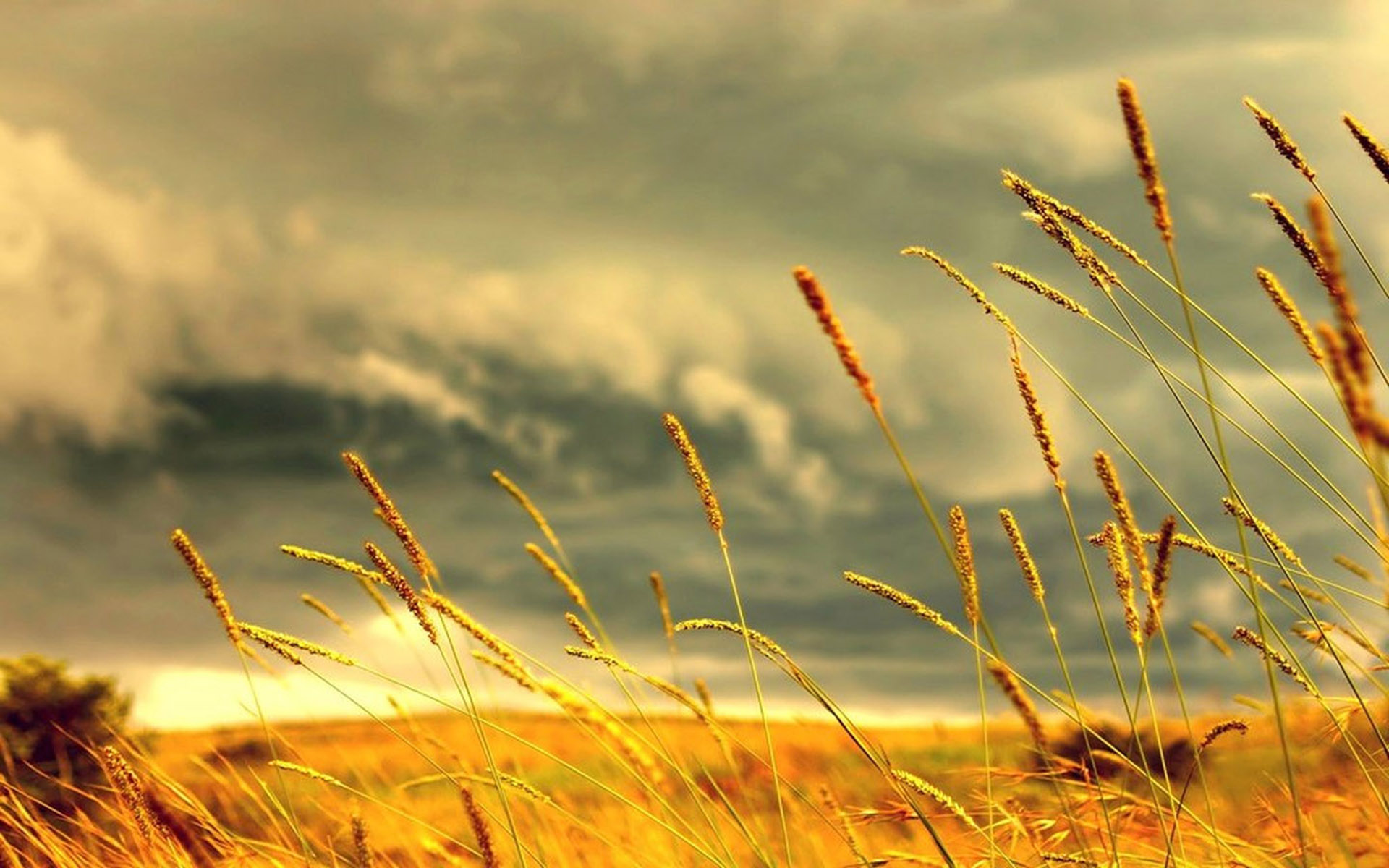 QHD wallpaper wheat, landscape, sky, earth