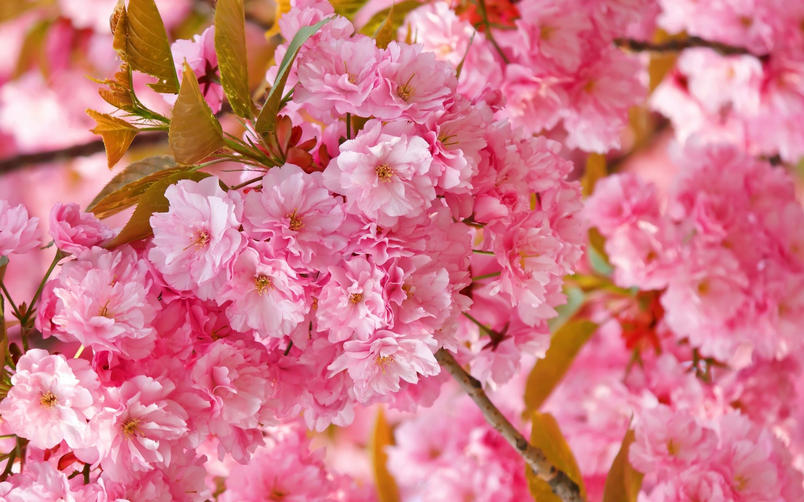 1920 x 1080 Pictures pink, spring, plant, flowers