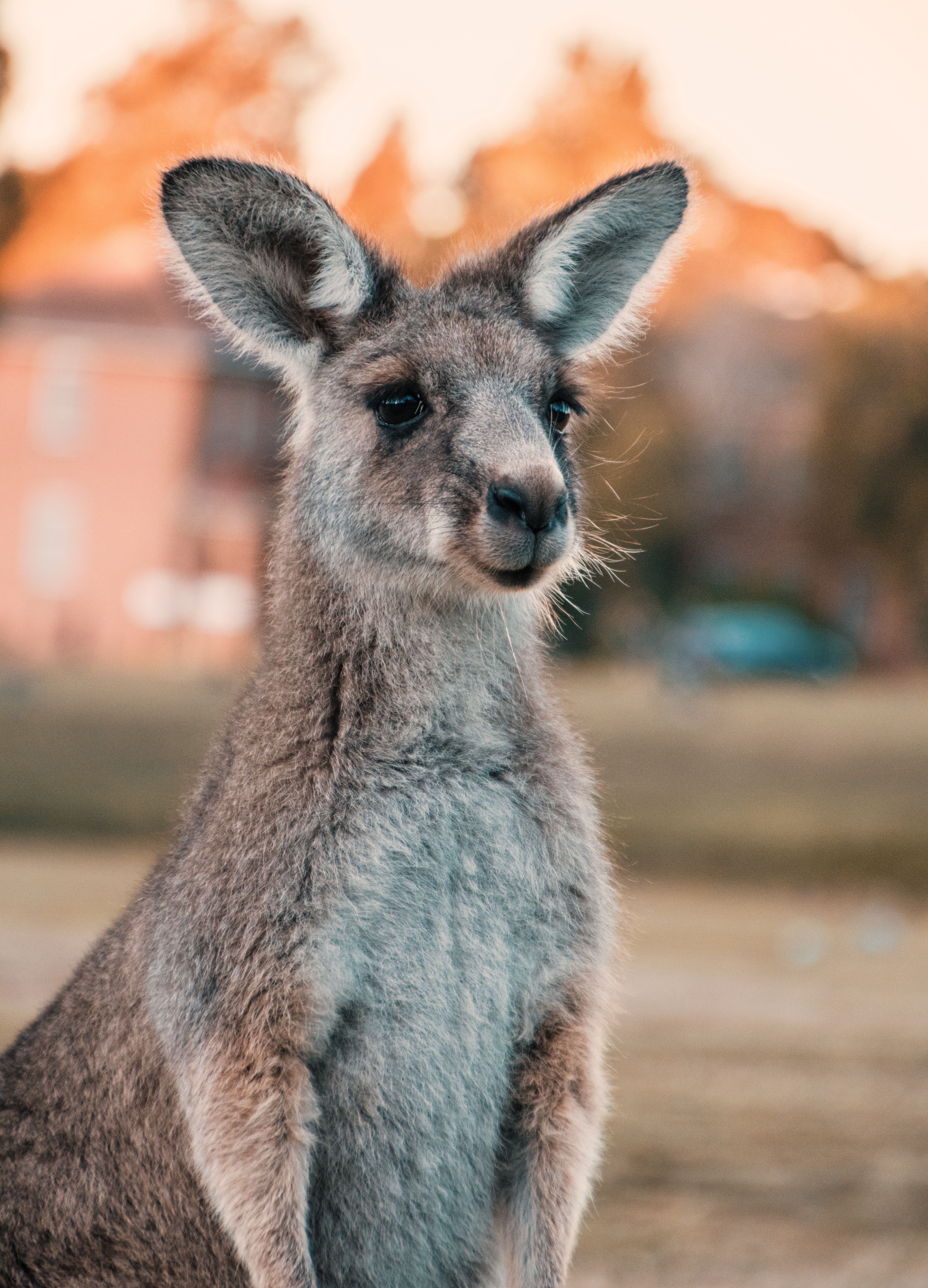 126700 Bild herunterladen australien, tiere, kangaroo, sicht, meinung, nett, schatz, ohren - Hintergrundbilder und Bildschirmschoner kostenlos