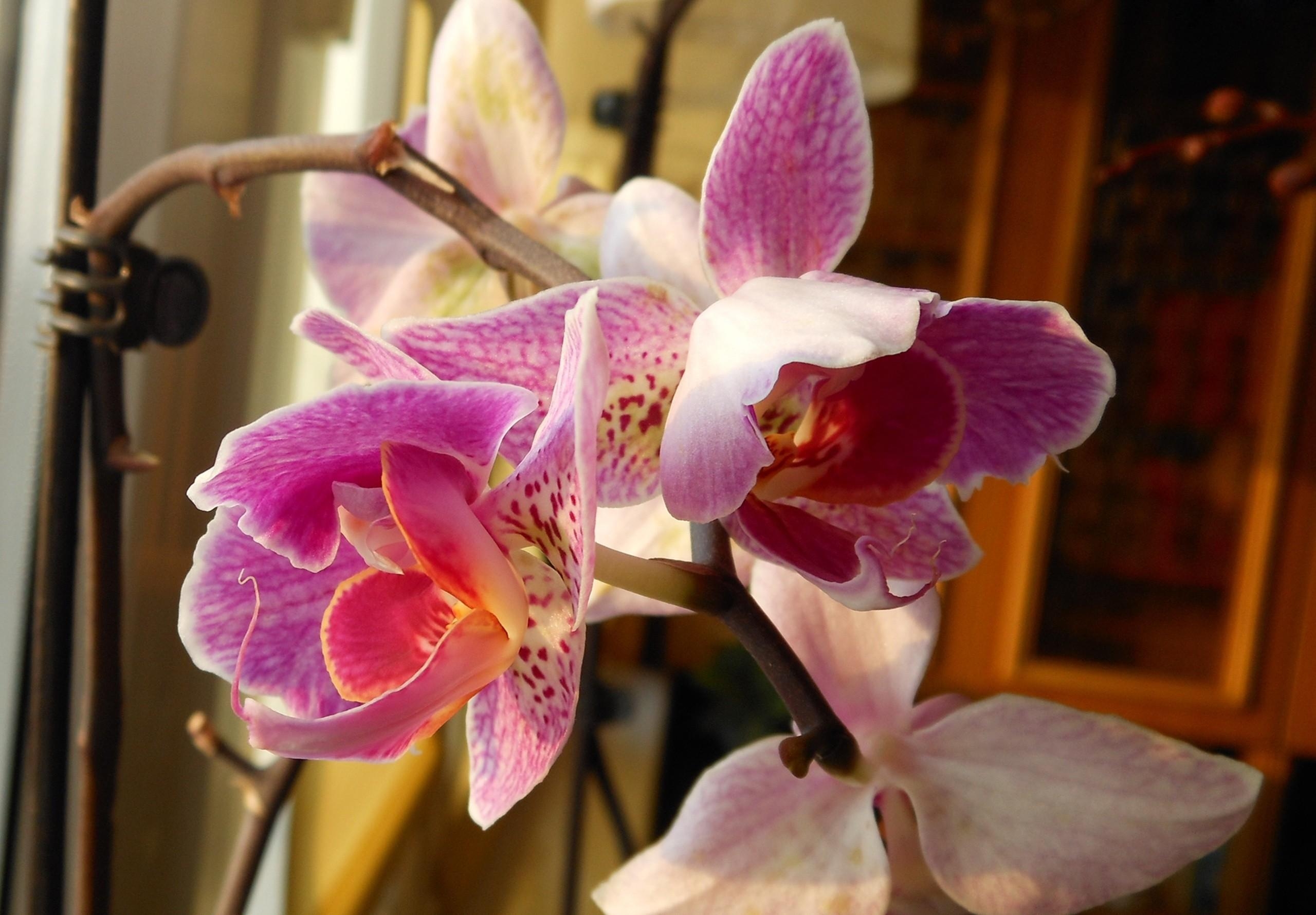 121307 Bildschirmschoner und Hintergrundbilder Orchidee auf Ihrem Telefon. Laden Sie orchid, nahaufnahme, zweig, blumen Bilder kostenlos herunter