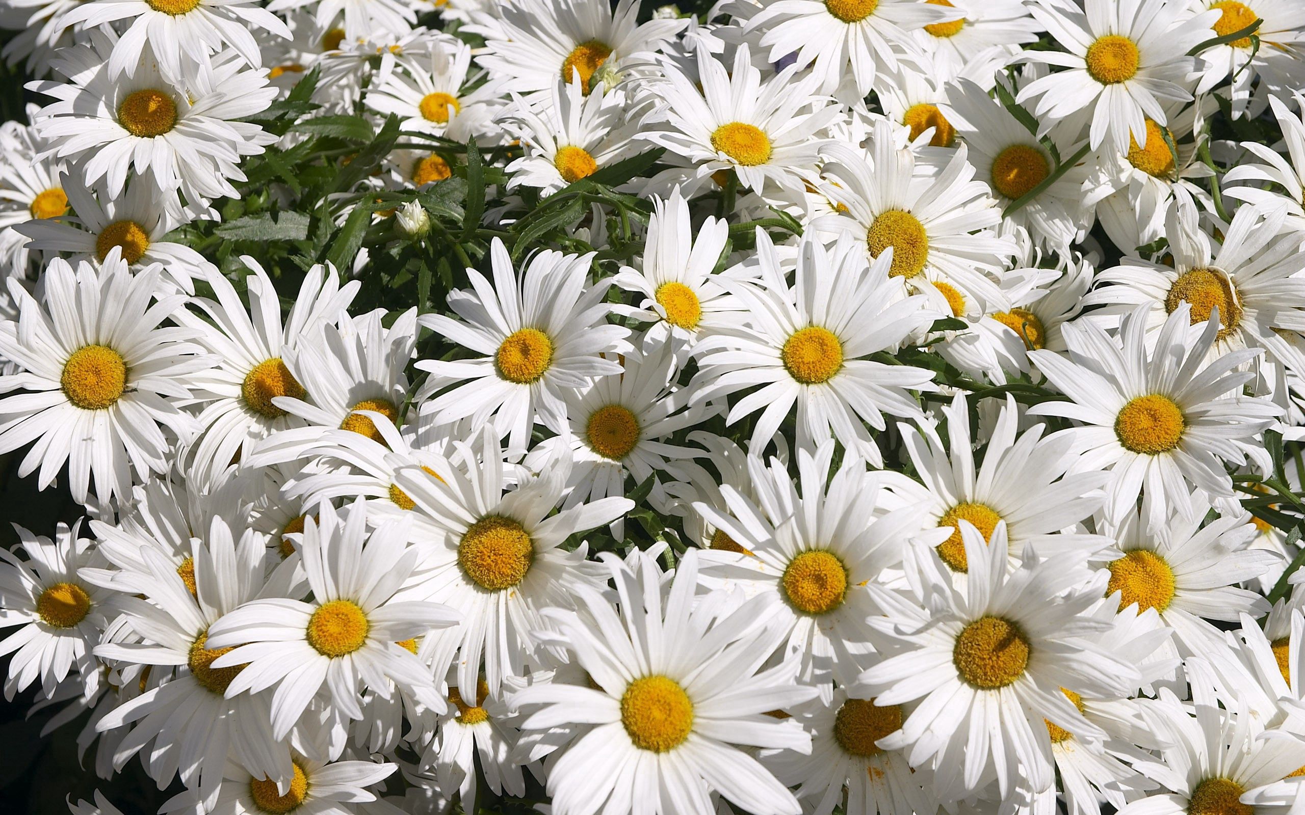 camomile, flowers, greens, lot, mood, sunny mobile wallpaper