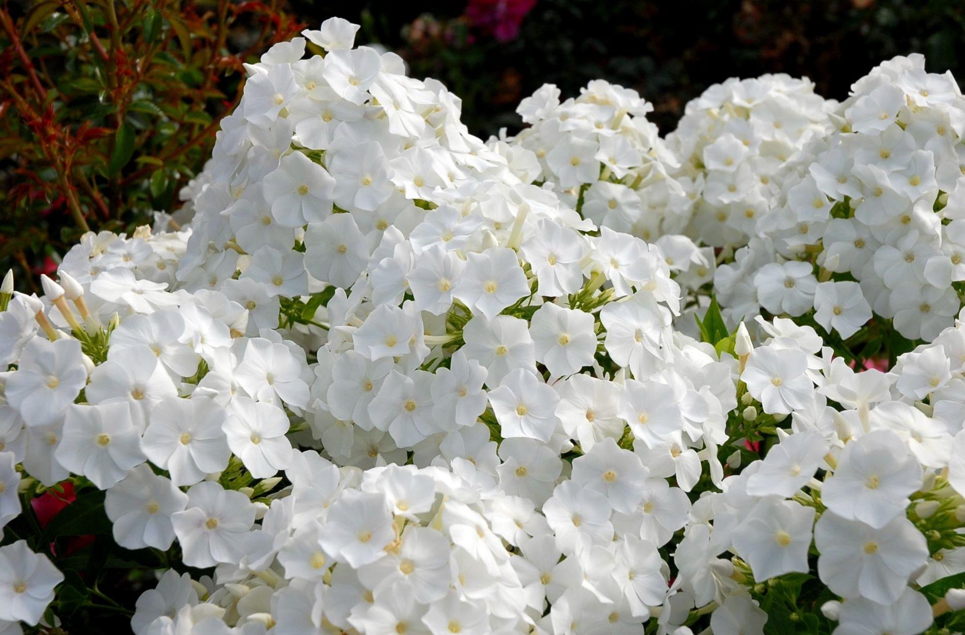 white, flower bed, phlox, flowers, flowerbed, garden, snow white HD wallpaper