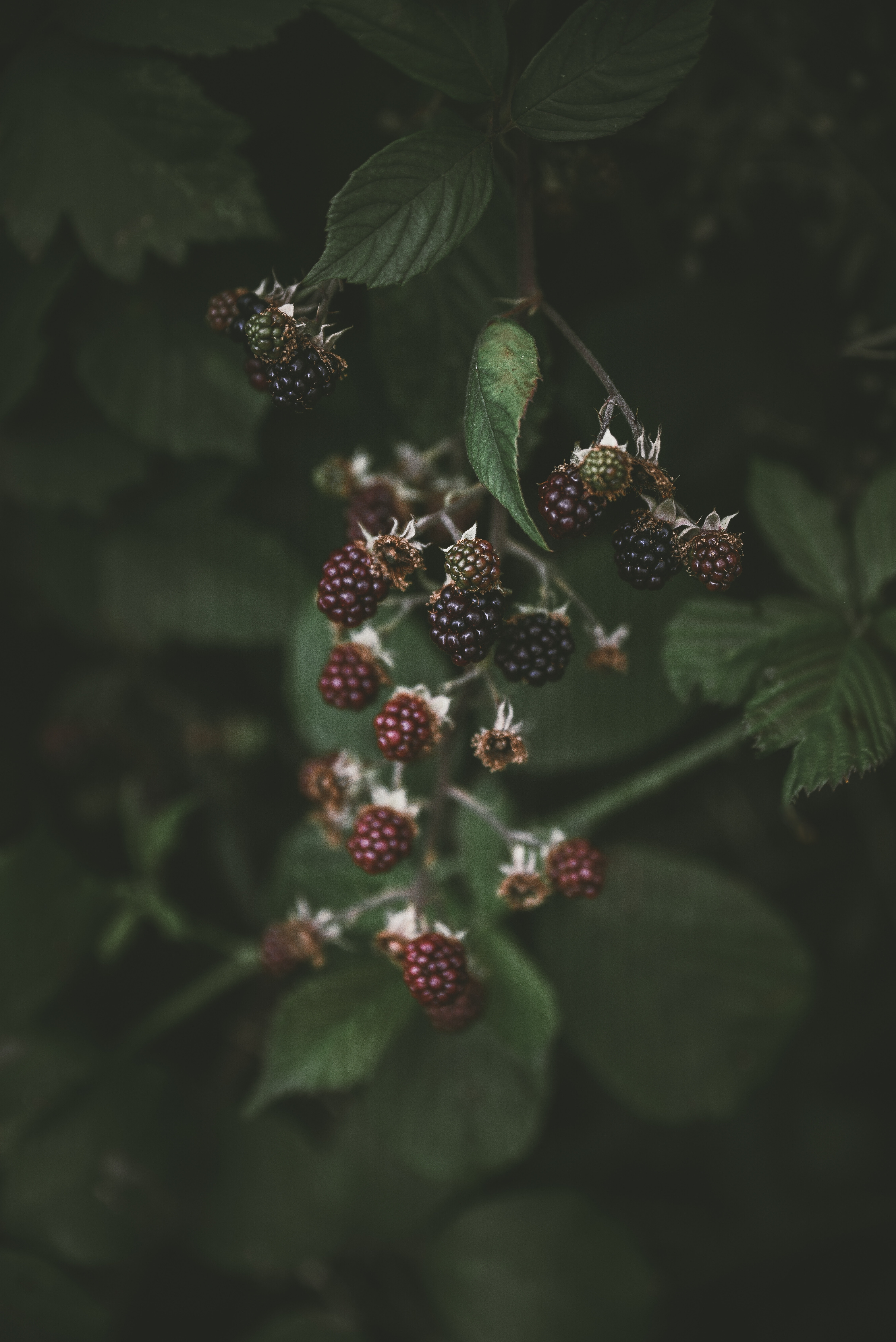 Phone Background Full HD berries, blackberry, macro, blur