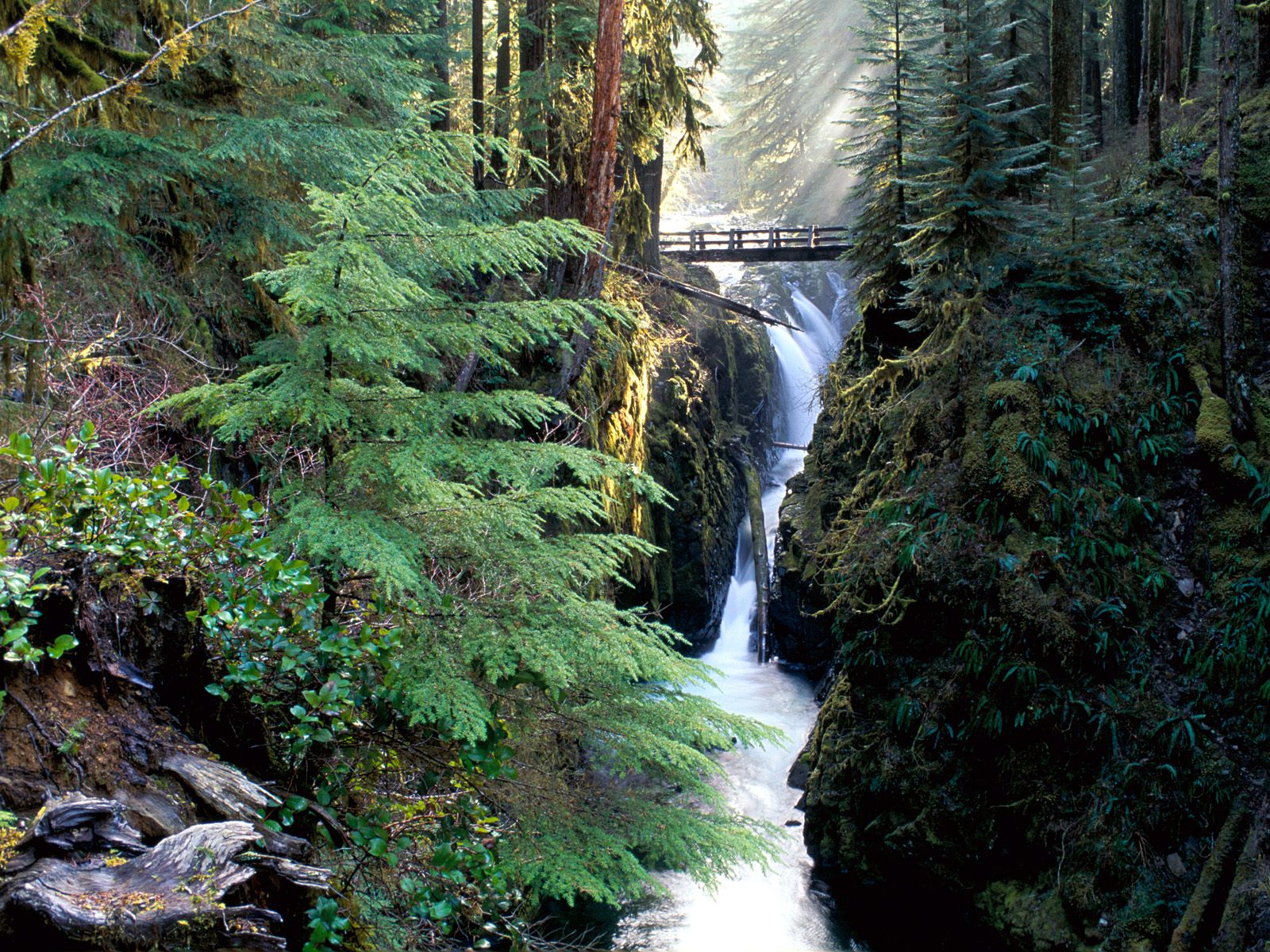 stream, tree, bridge, forest, waterfall, earth phone background