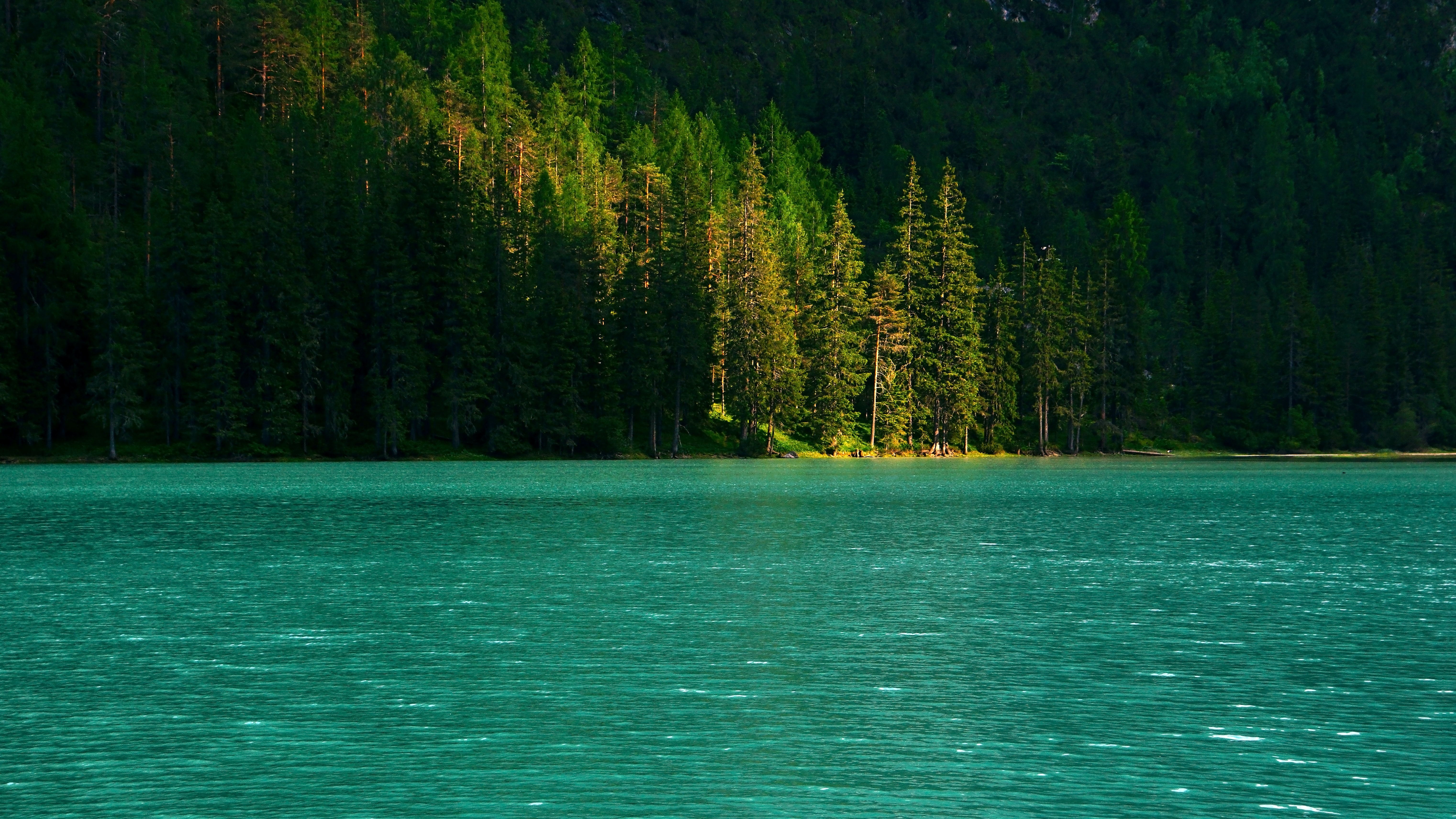 lake, nature, water, trees, glare, spruce, fir mobile wallpaper