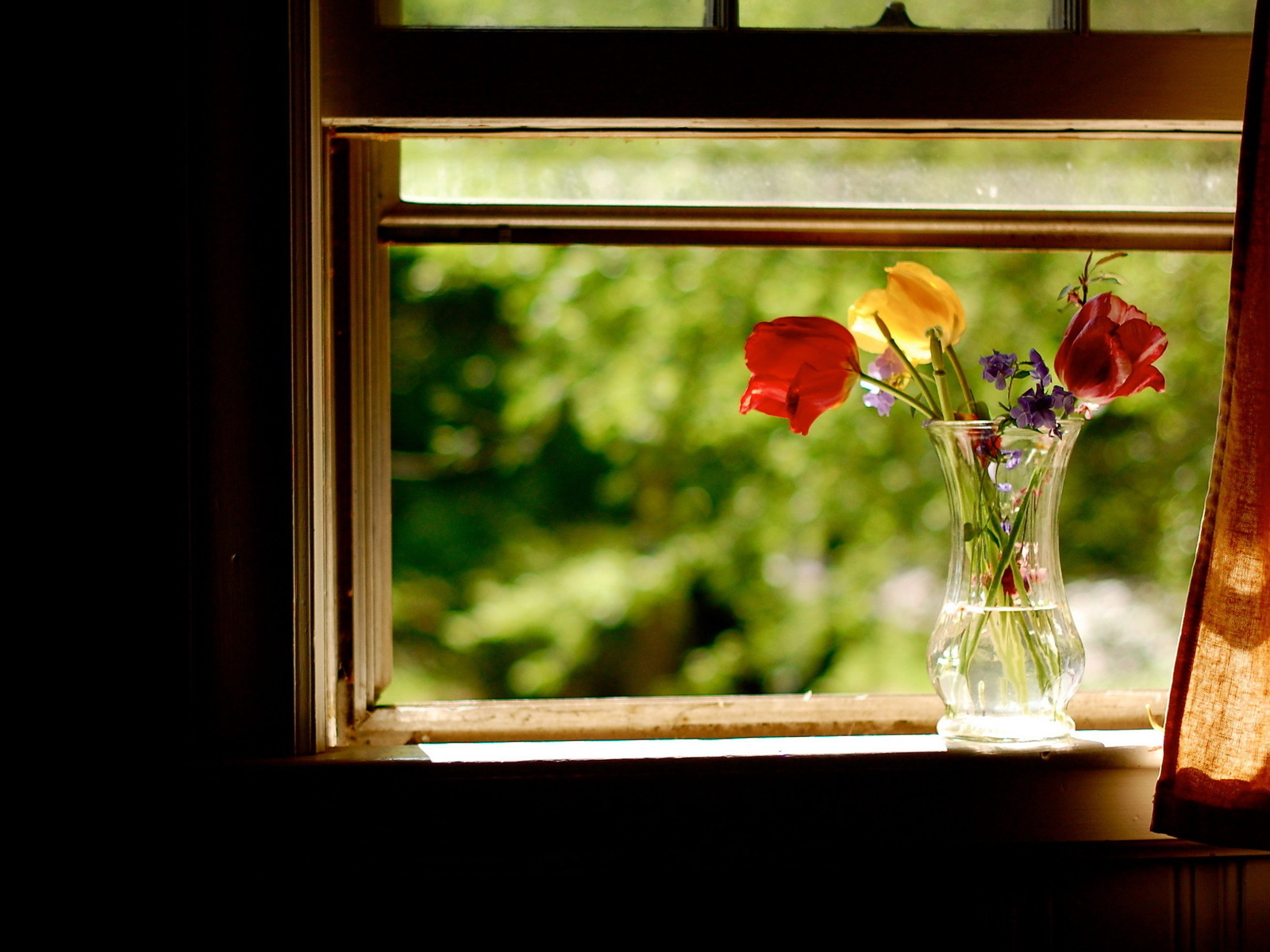Laden Sie das Pflanzen, Landschaft, Blumen, Bouquets-Bild kostenlos auf Ihren PC-Desktop herunter