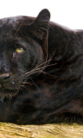 Download mobile wallpaper: Panthers, Animals, free. 14533.
