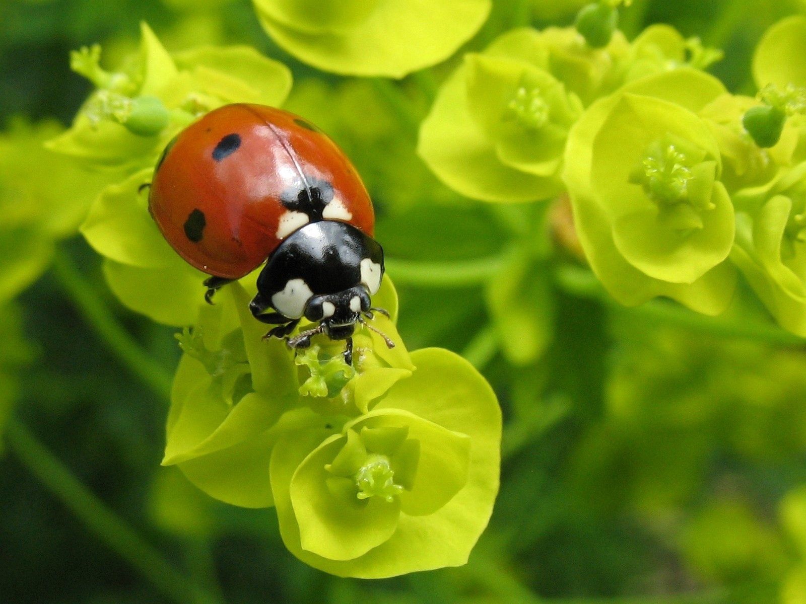 UHD wallpaper ladybird, form, plant, macro