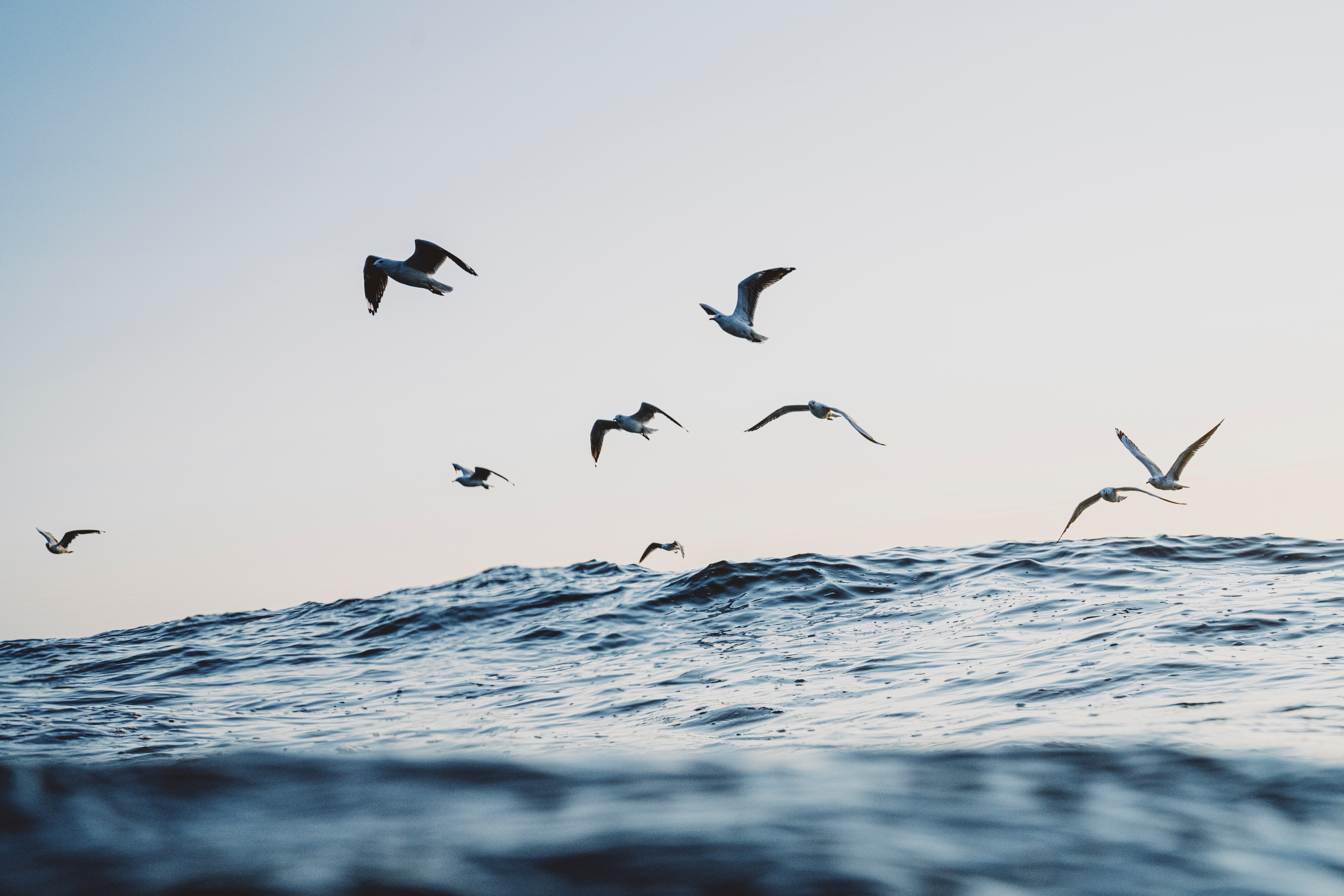 113150 Hintergrundbild herunterladen seagulls, waves, ozean, minimalismus - Bildschirmschoner und Bilder kostenlos