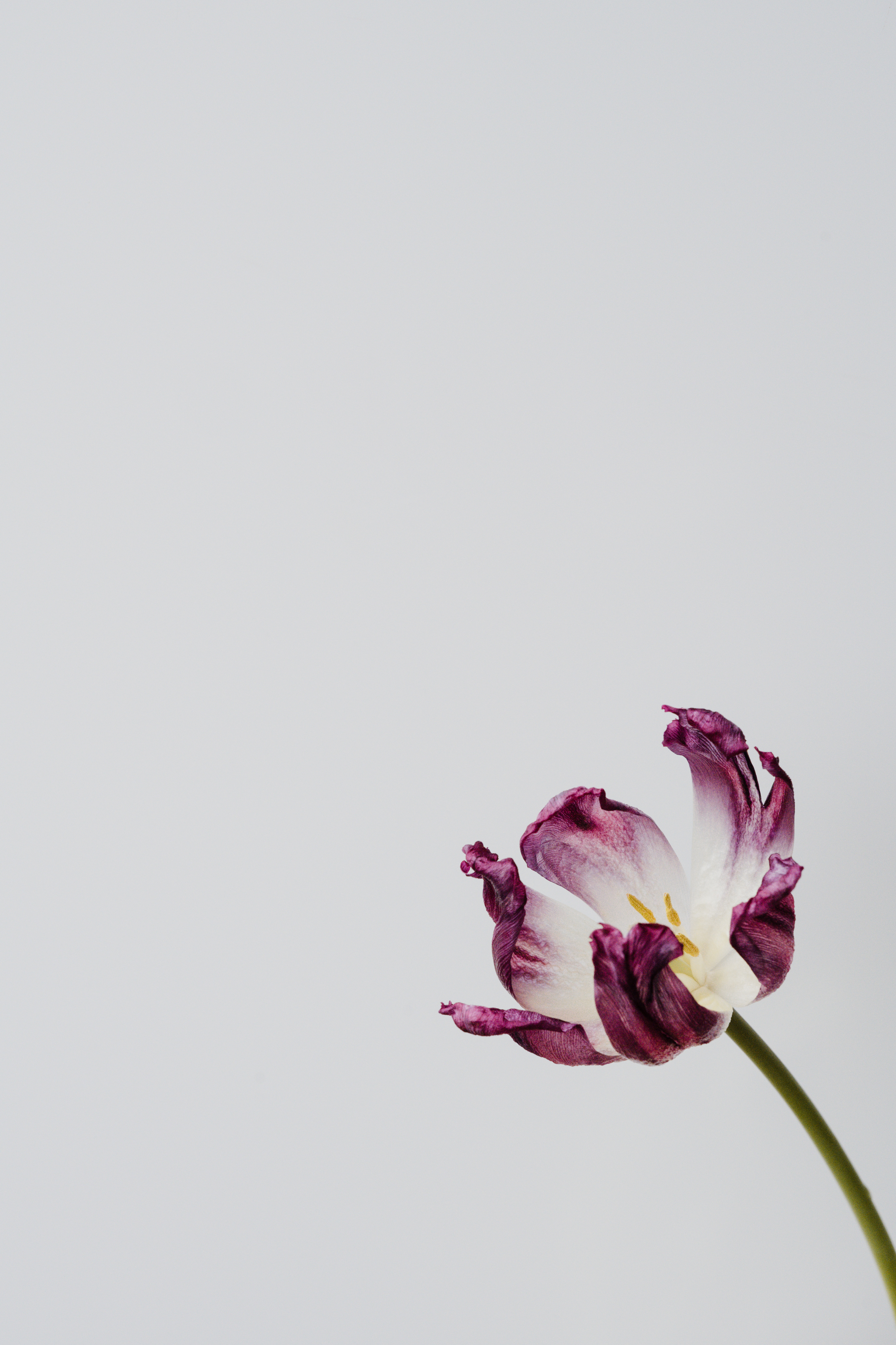 Handy-Wallpaper Blumen, Blume, Minimalismus, Tulpe, Tulip kostenlos herunterladen.