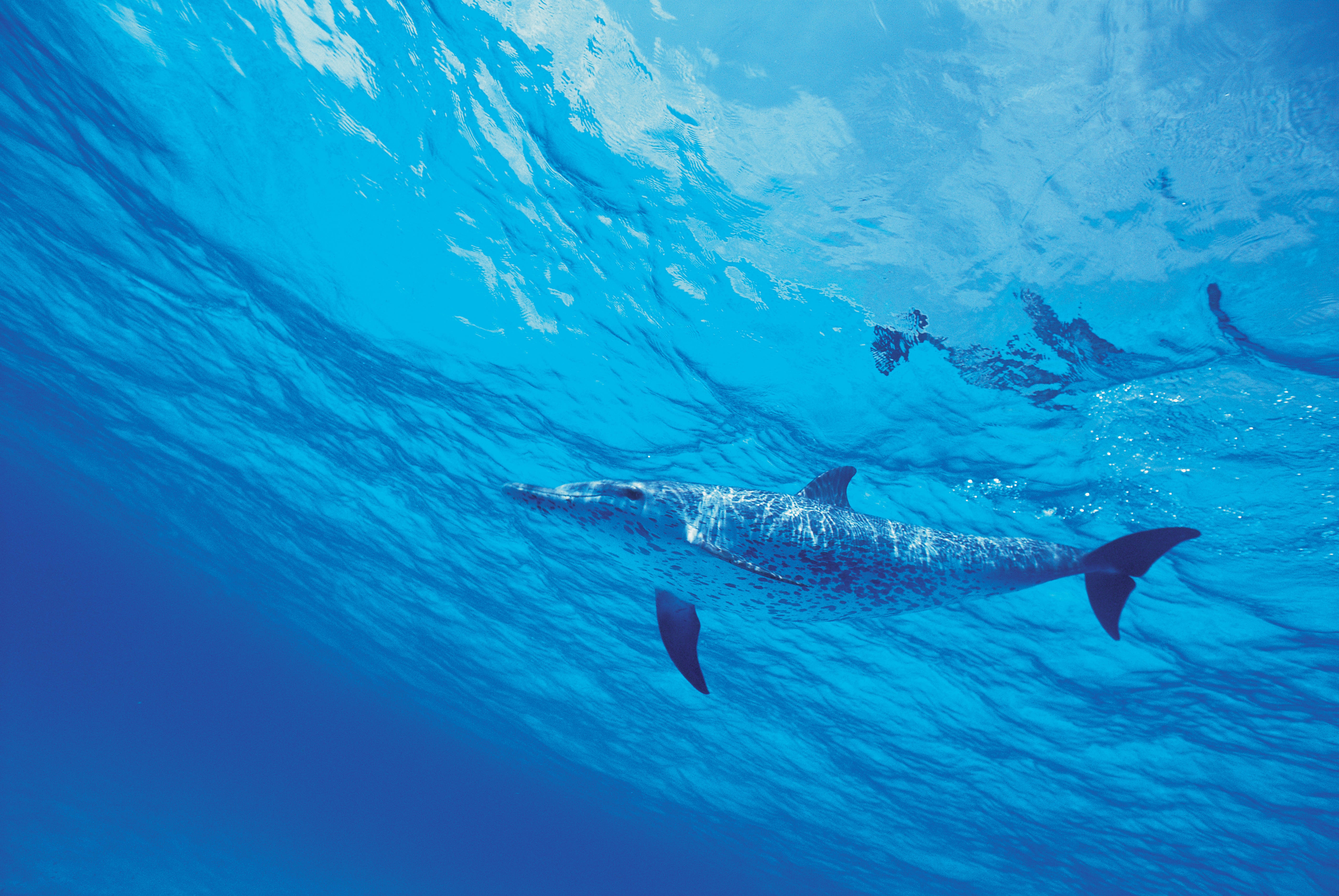 Handy-Wallpaper Tiere, Wasser, Sea, Delfin kostenlos herunterladen.