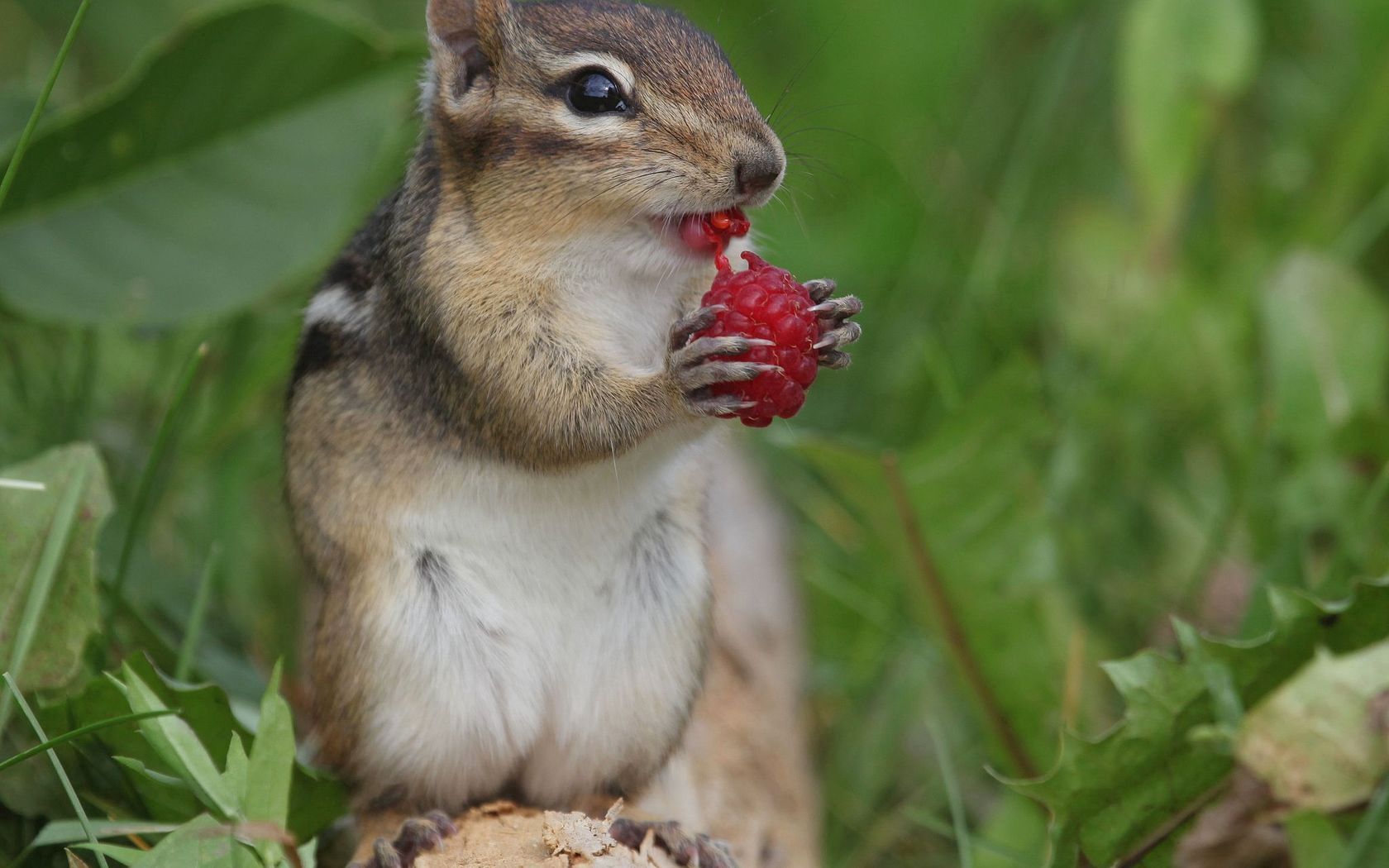 raspberry, animals, berry, chipmunk