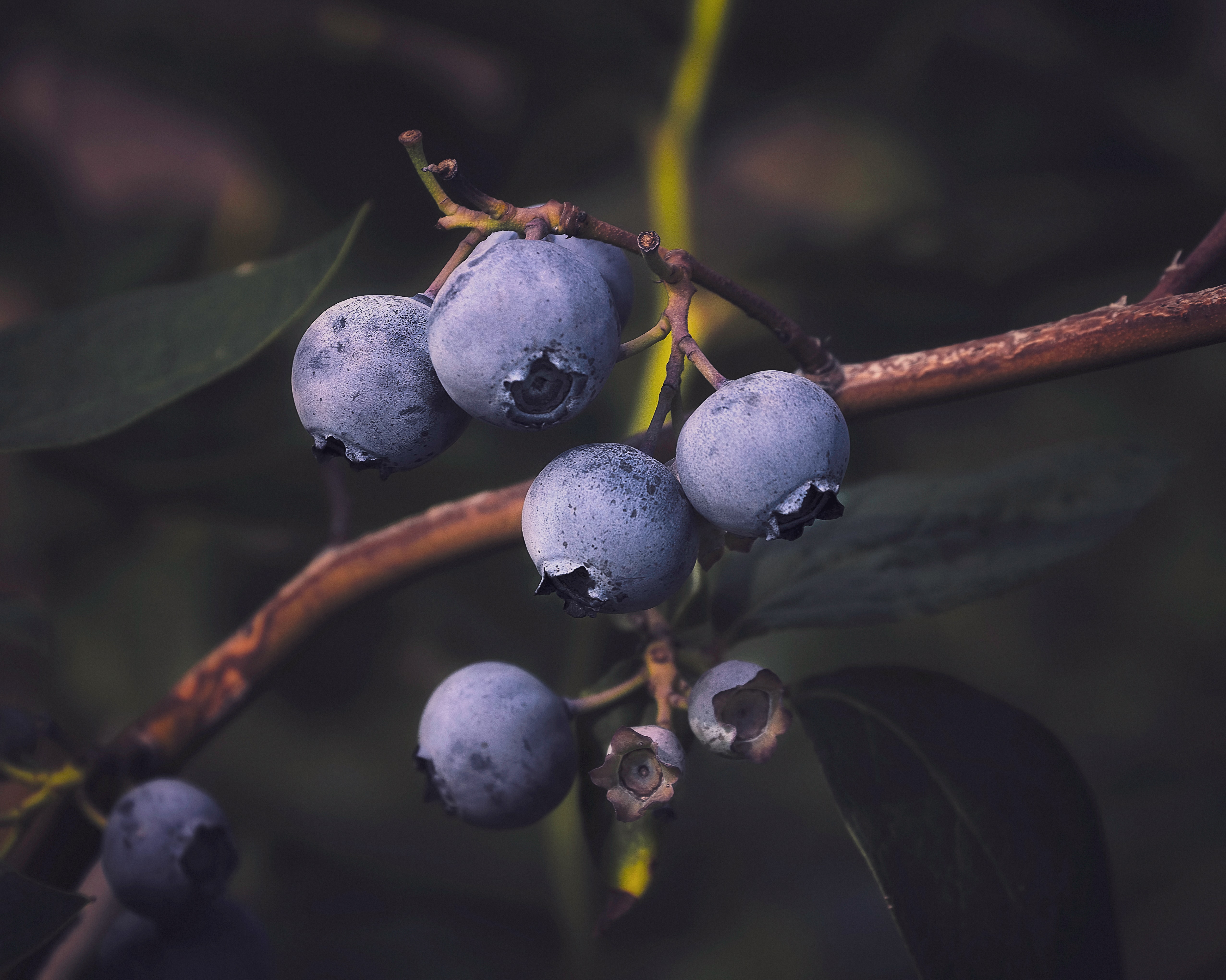 73999 Screensavers and Wallpapers Blueberry for phone. Download food, blueberry, bilberries, branch, berry pictures for free