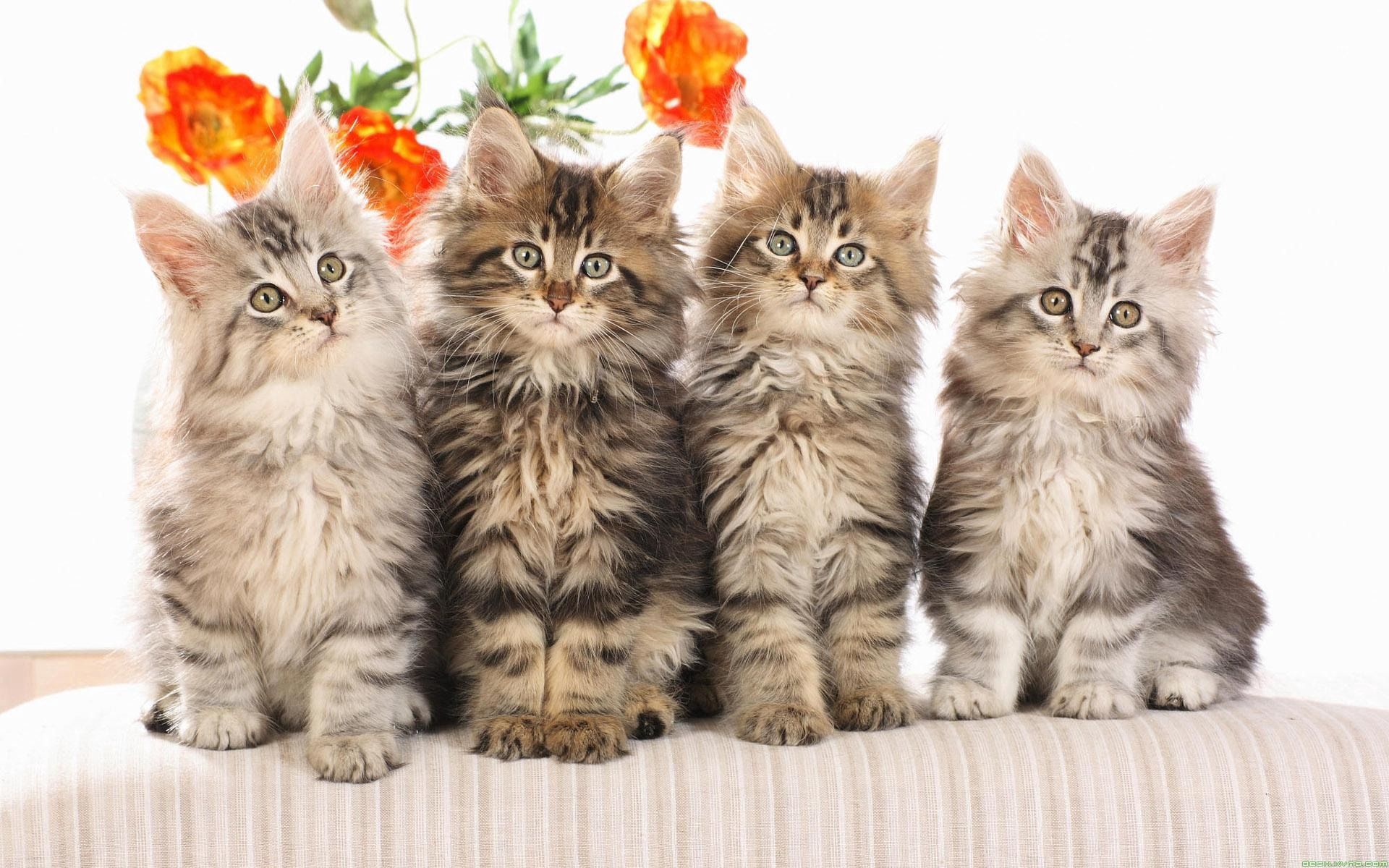 Handy-Wallpaper Katzen, Tiere, Blumen, Flauschige kostenlos herunterladen.