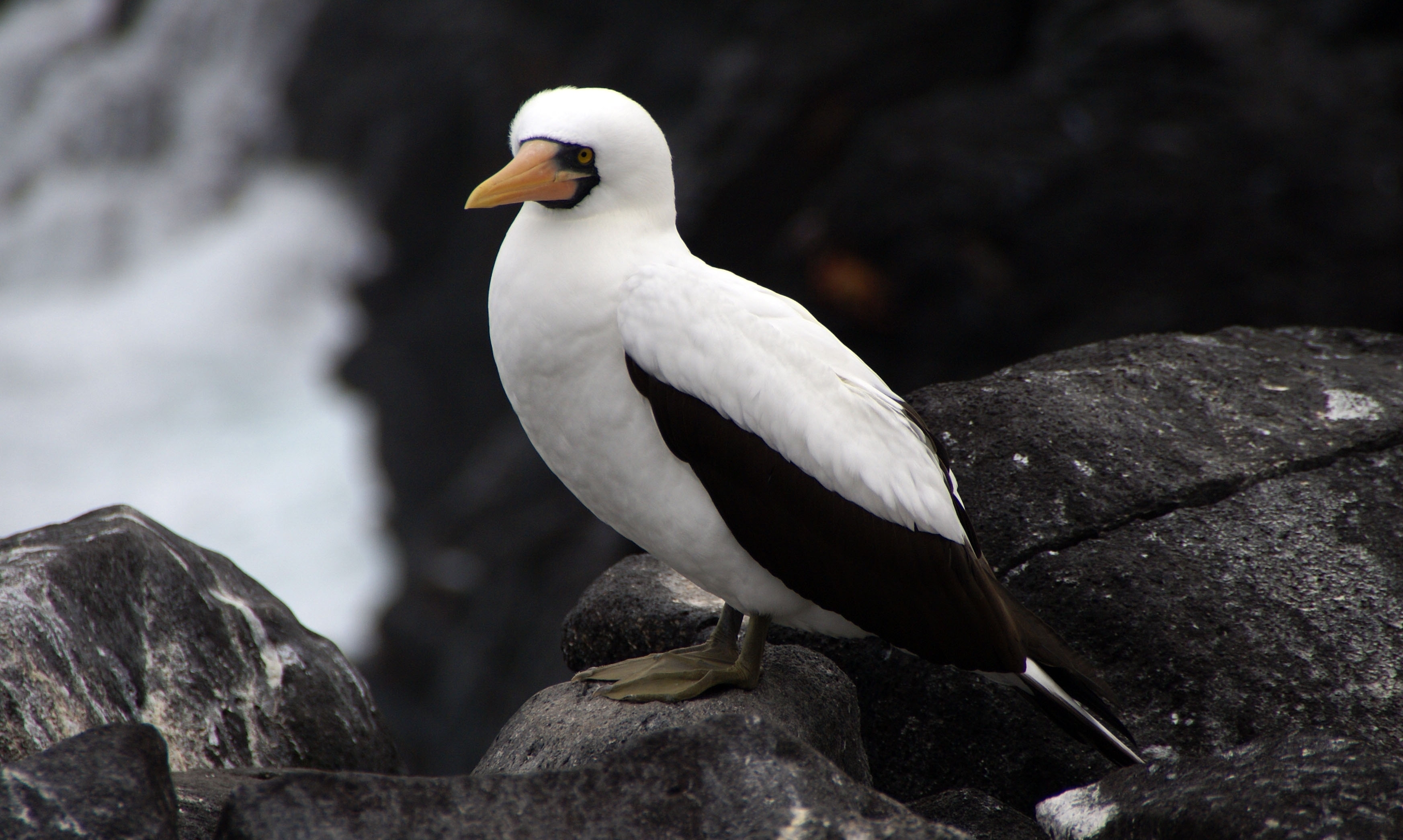 HD photos bird, sula granti, galapagos islands, hispaniola