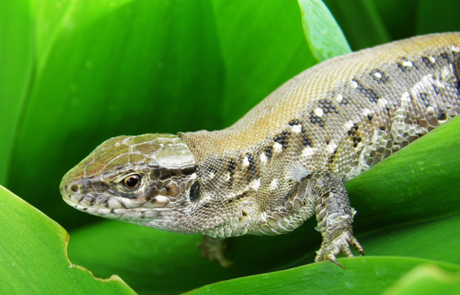 35176 Bild herunterladen tiere, lizards, grün - Hintergrundbilder und Bildschirmschoner kostenlos