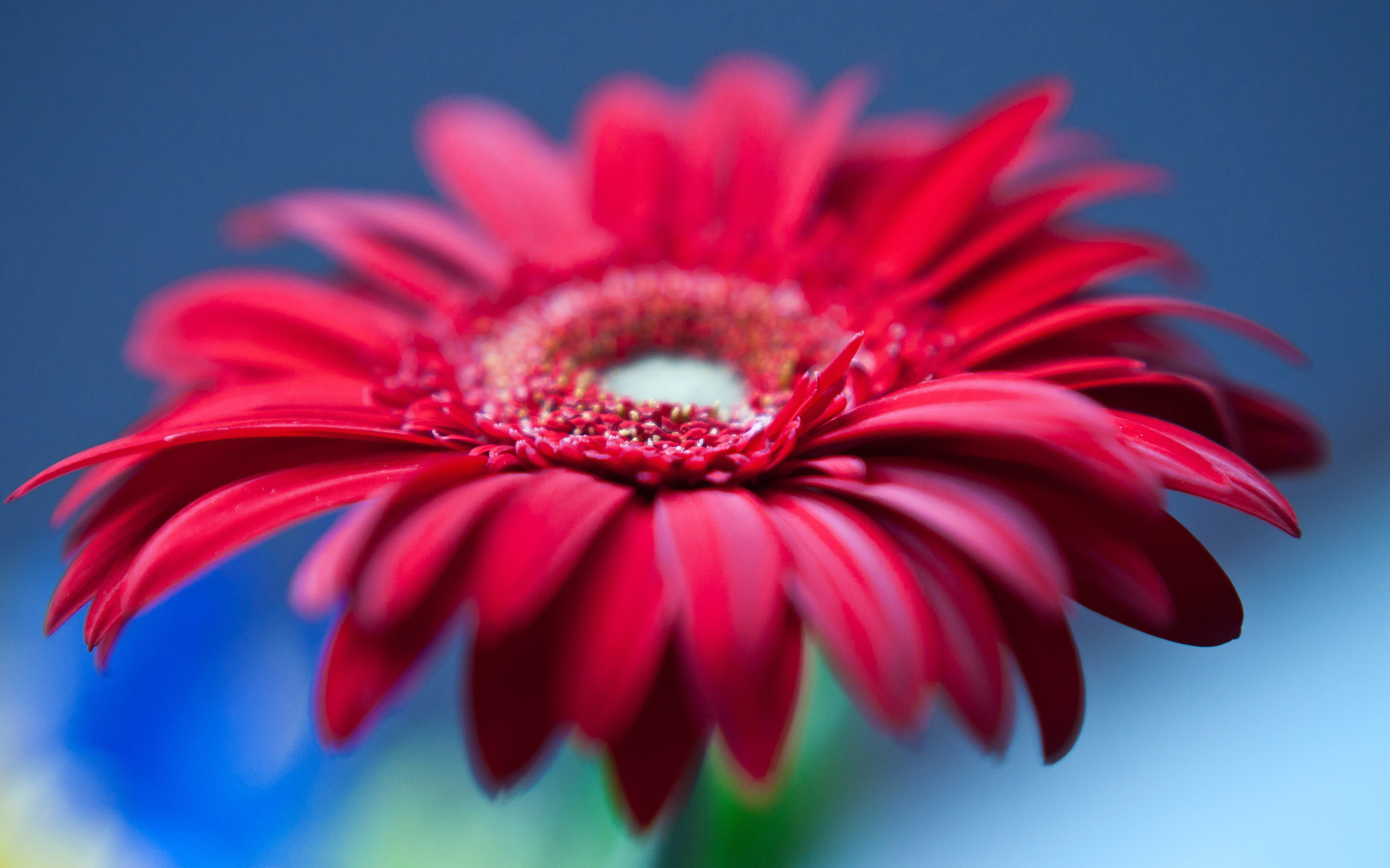 flower, earth Gerbera HD Android Wallpapers