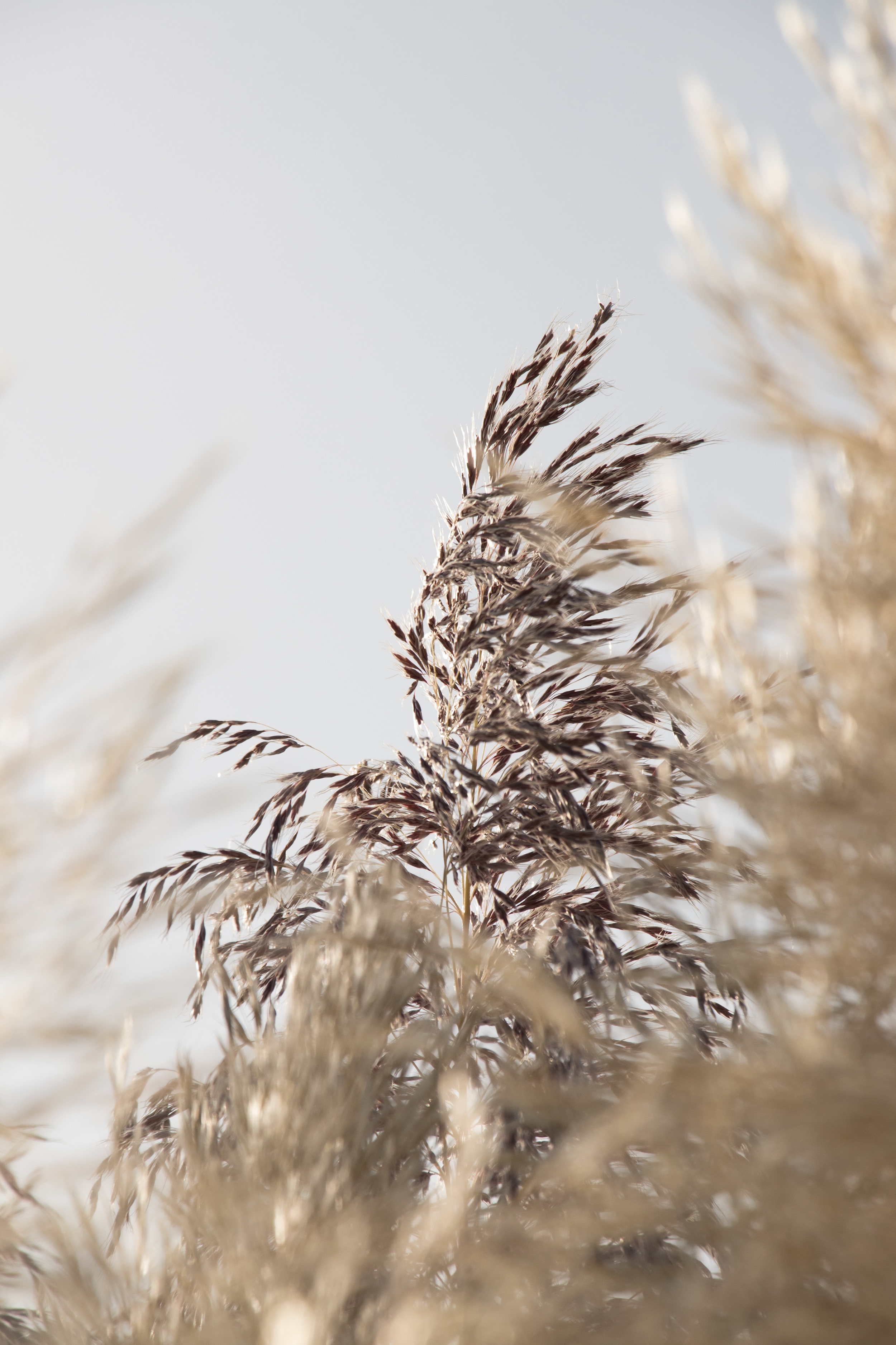 Laden Sie das Grass, Korn, Pflanze, Makro, Ährchen, Getreide-Bild kostenlos auf Ihren PC-Desktop herunter