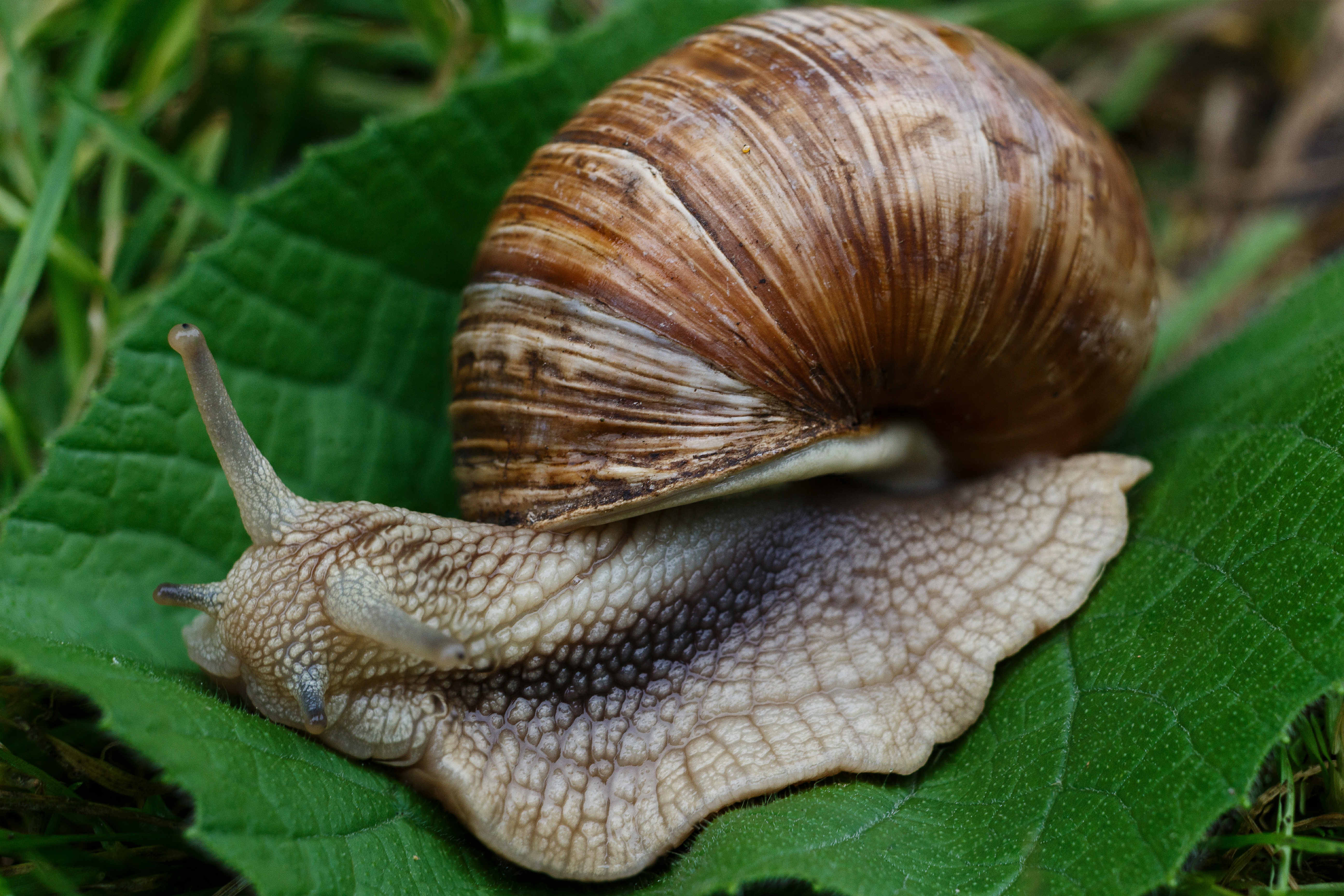 145330 Screensavers and Wallpapers Carapace for phone. Download macro, snail, carapace, shell, slugs pictures for free