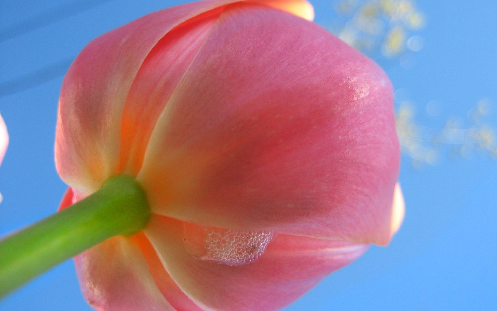 Laden Sie das Tulpen, Pflanzen, Blumen-Bild kostenlos auf Ihren PC-Desktop herunter
