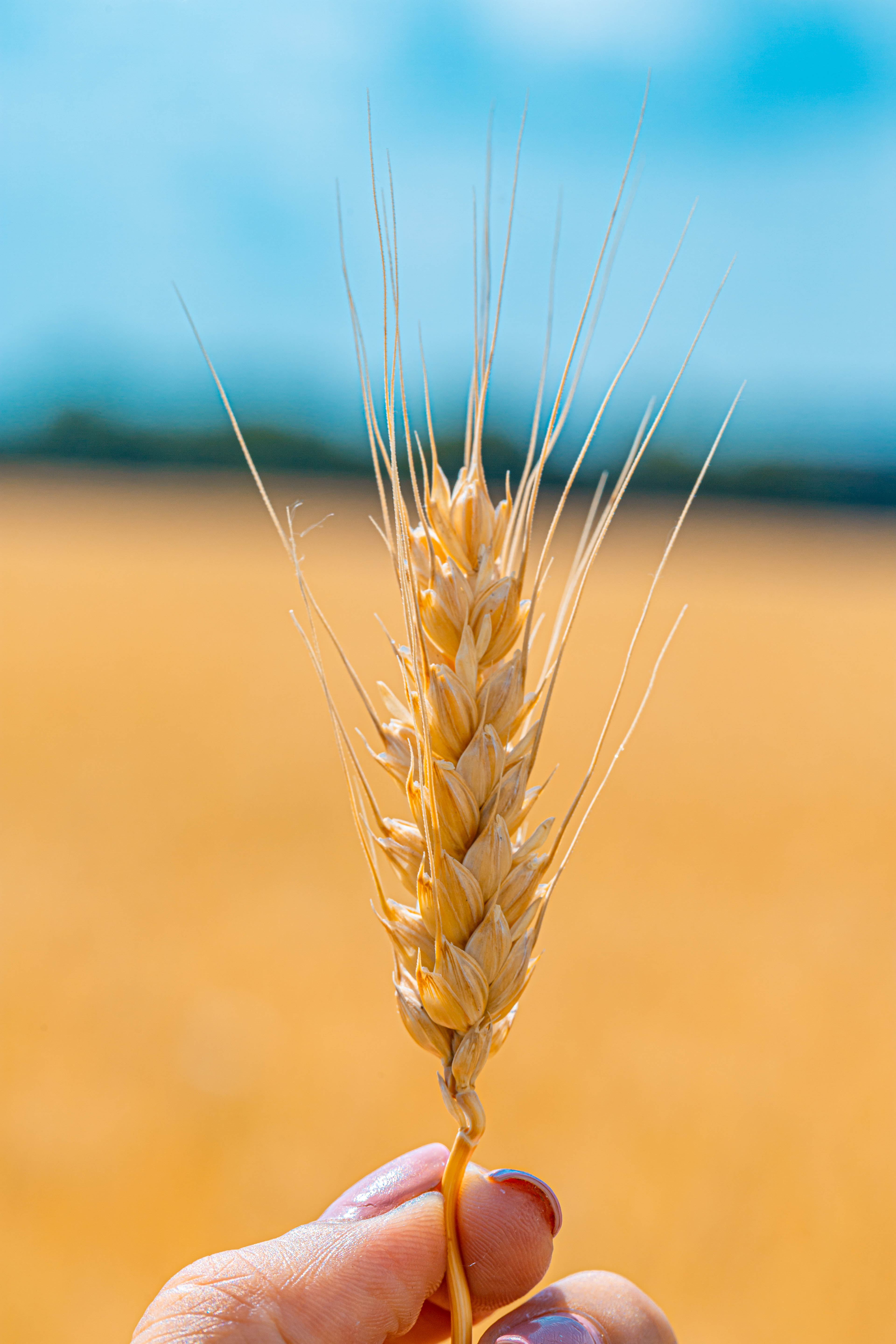 Laden Sie das Weizen, Korn, Makro, Nahaufnahme, Nahansicht, Ährchen, Getreide, Müsli-Bild kostenlos auf Ihren PC-Desktop herunter