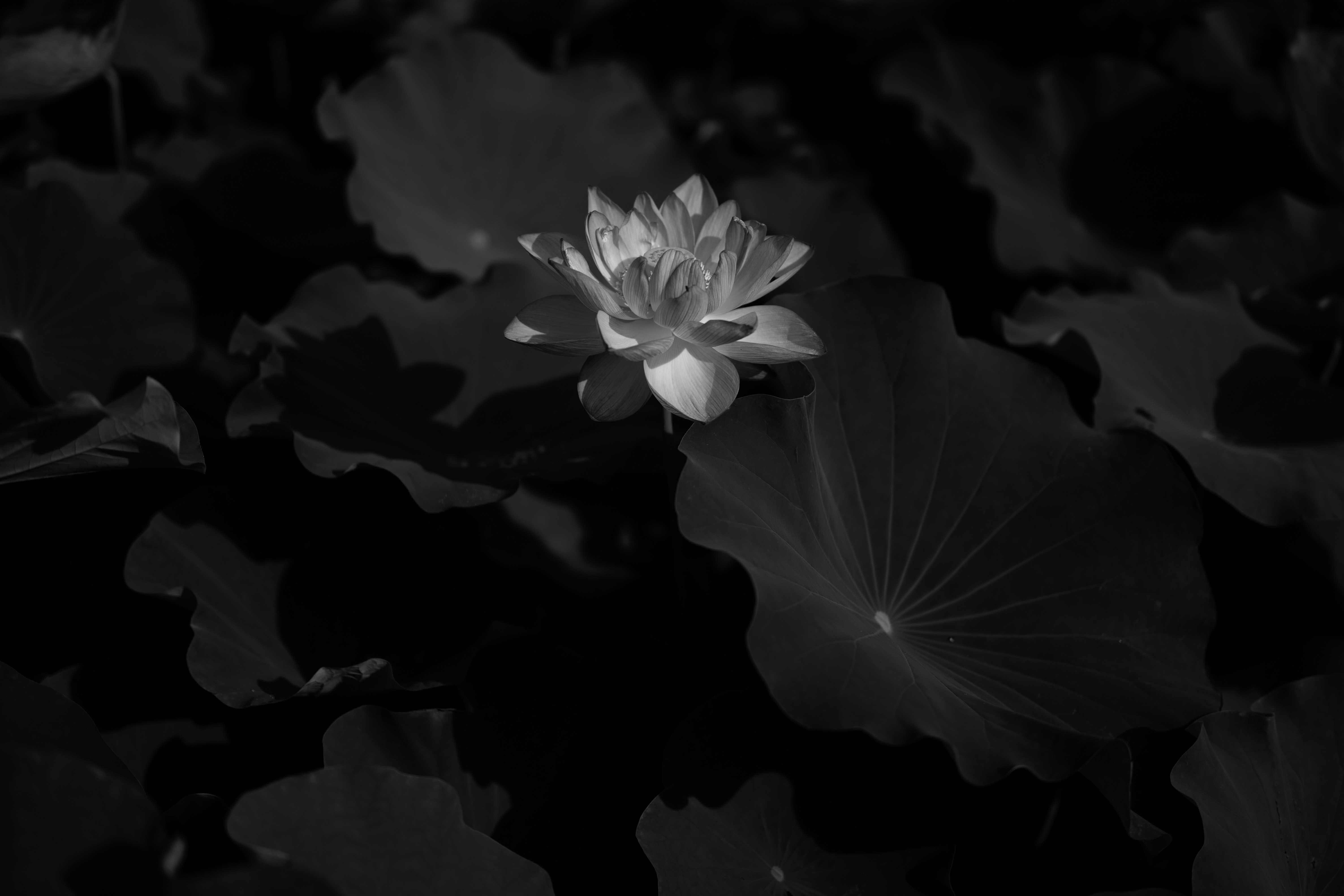133532 Hintergrundbilder und Lotus Bilder auf dem Desktop. Laden Sie blumen, lotus, blume, dunkel, bw, chb, seerose Bildschirmschoner kostenlos auf den PC herunter