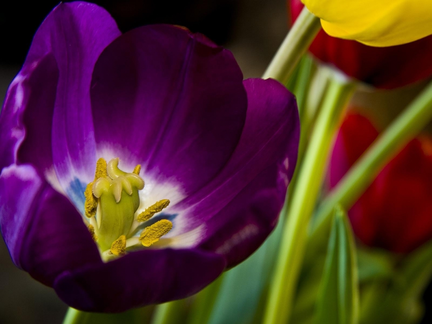 2352 Hintergrundbild herunterladen pflanzen, blumen, tulpen - Bildschirmschoner und Bilder kostenlos