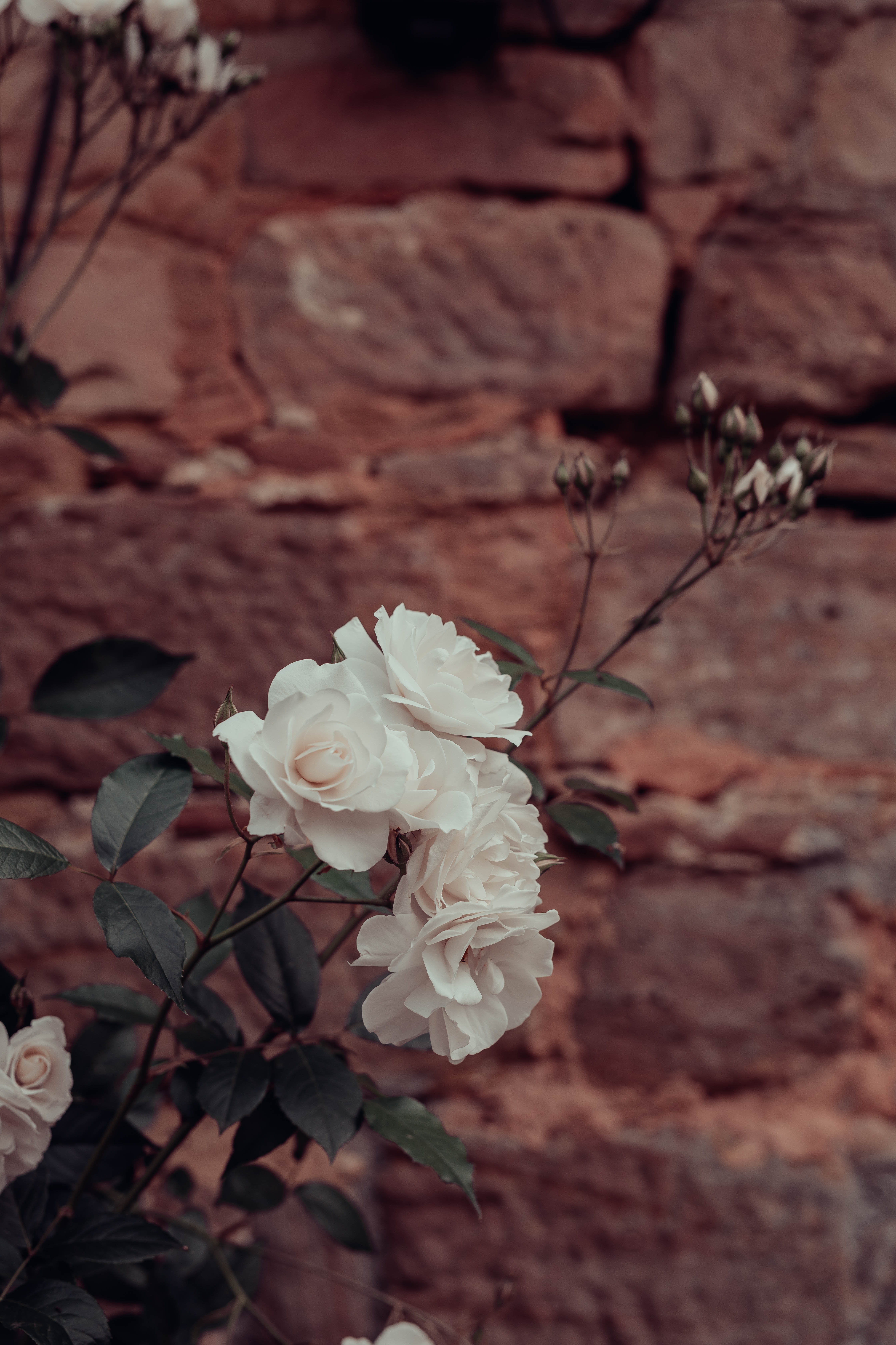 Download mobile wallpaper Roses, Flowers, Plant, Wall for free.