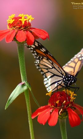 Обои вертикальные бабочки