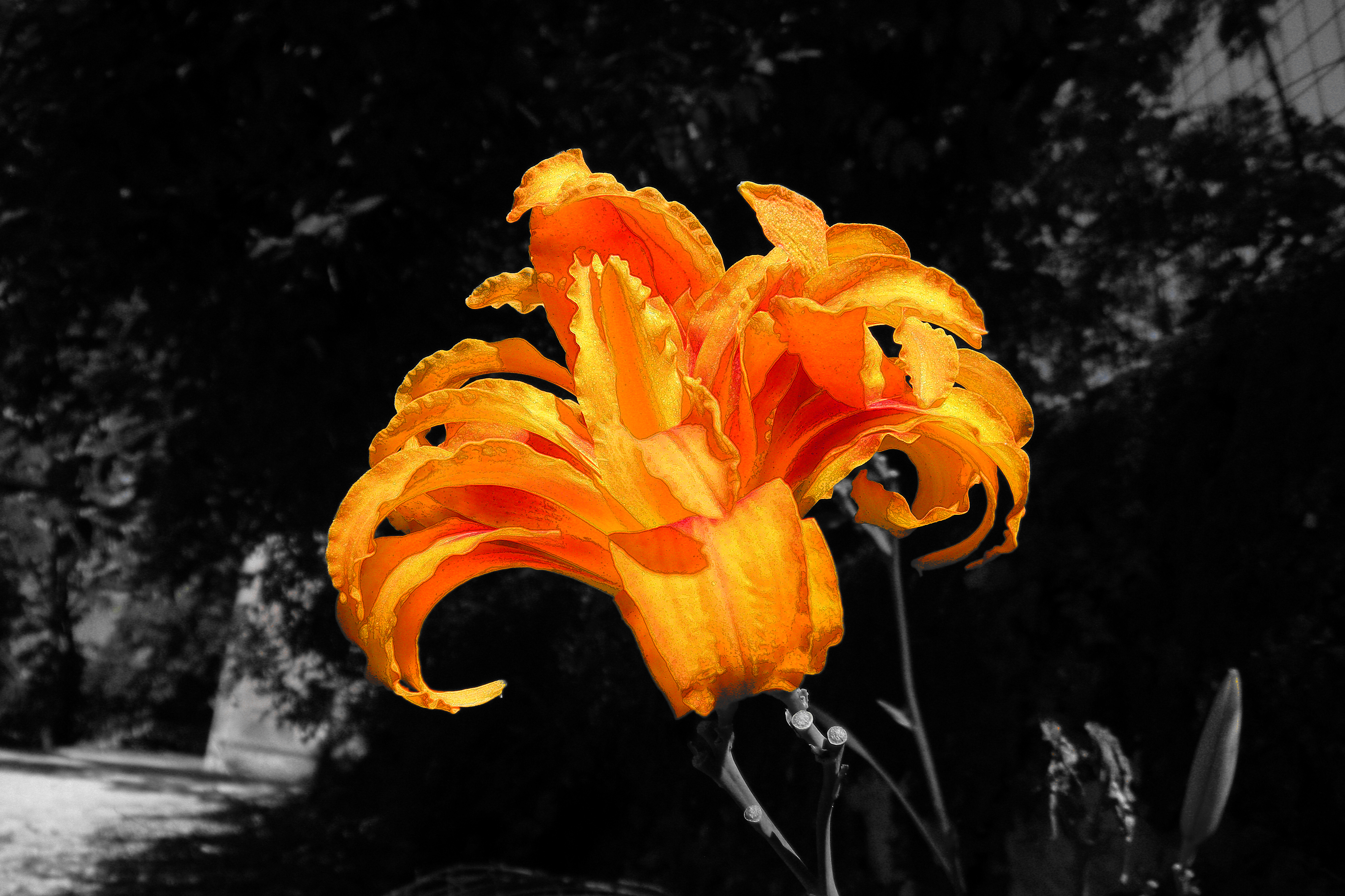 flowers, earth, lily, selective color