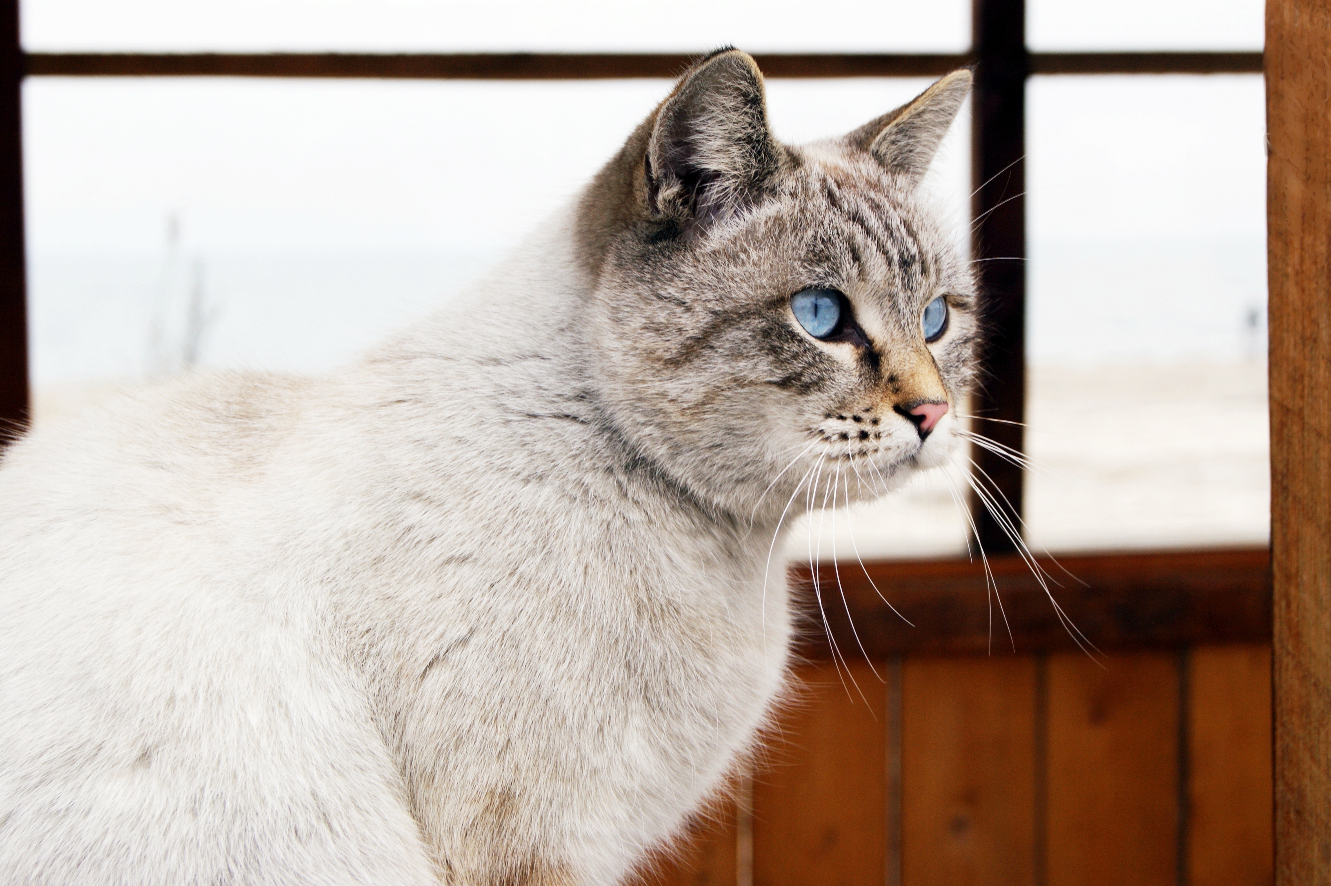 animals, cat, sight, opinion, window, blue eyed