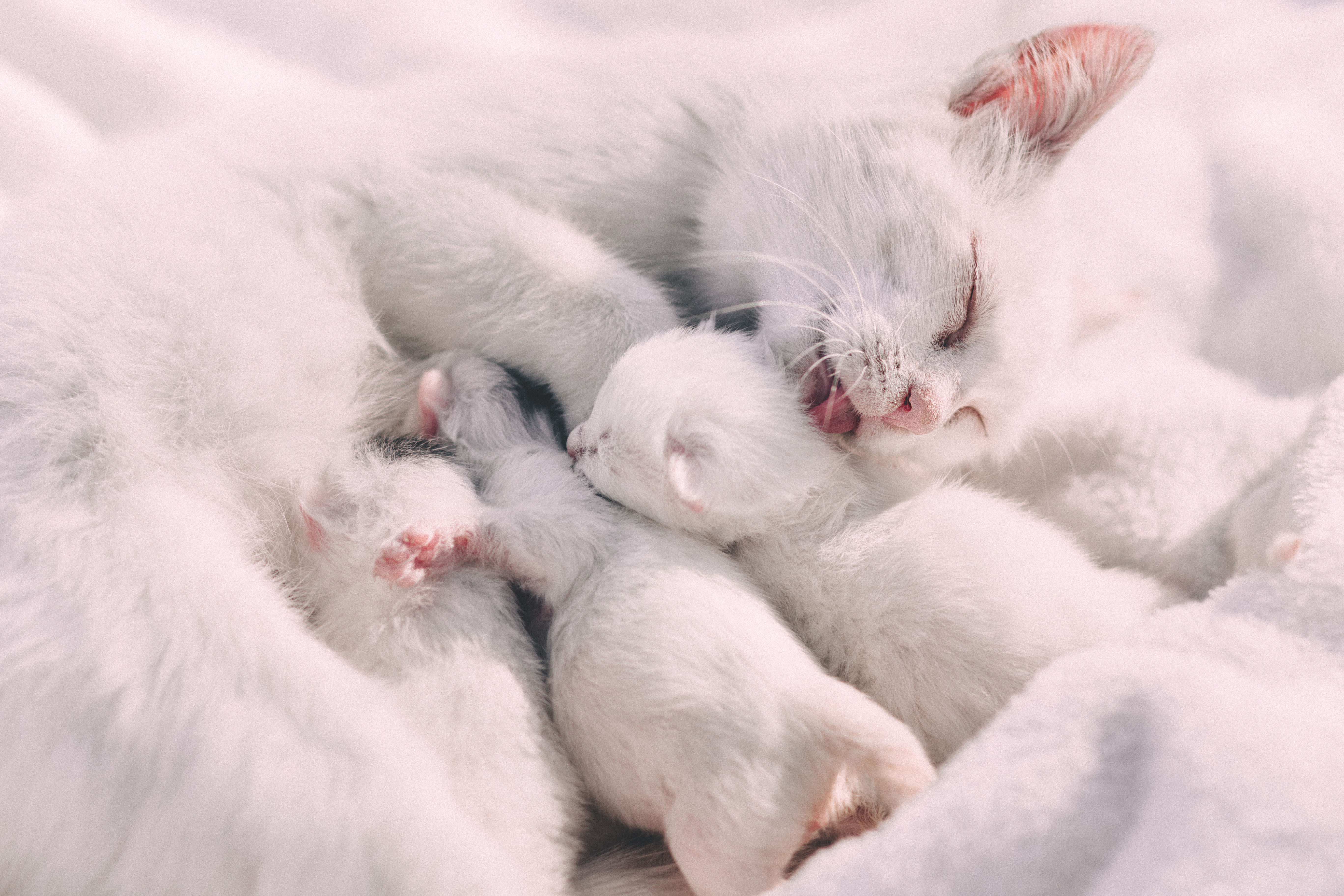 kittens, tenderness, cat, care Horizontal Wallpapers