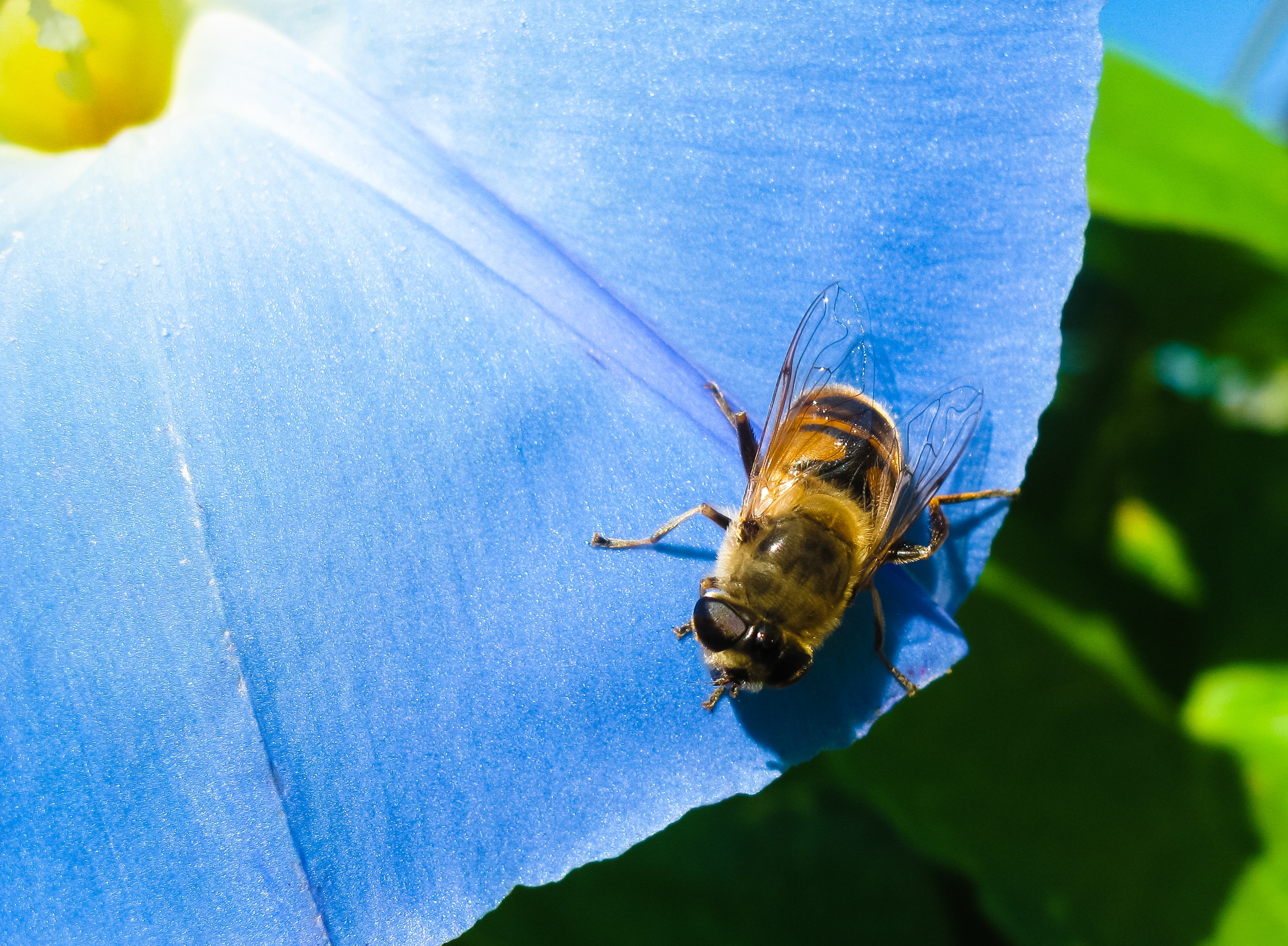 143320 Screensavers and Wallpapers Bee for phone. Download flower, macro, bee, morning glory, ipme pictures for free
