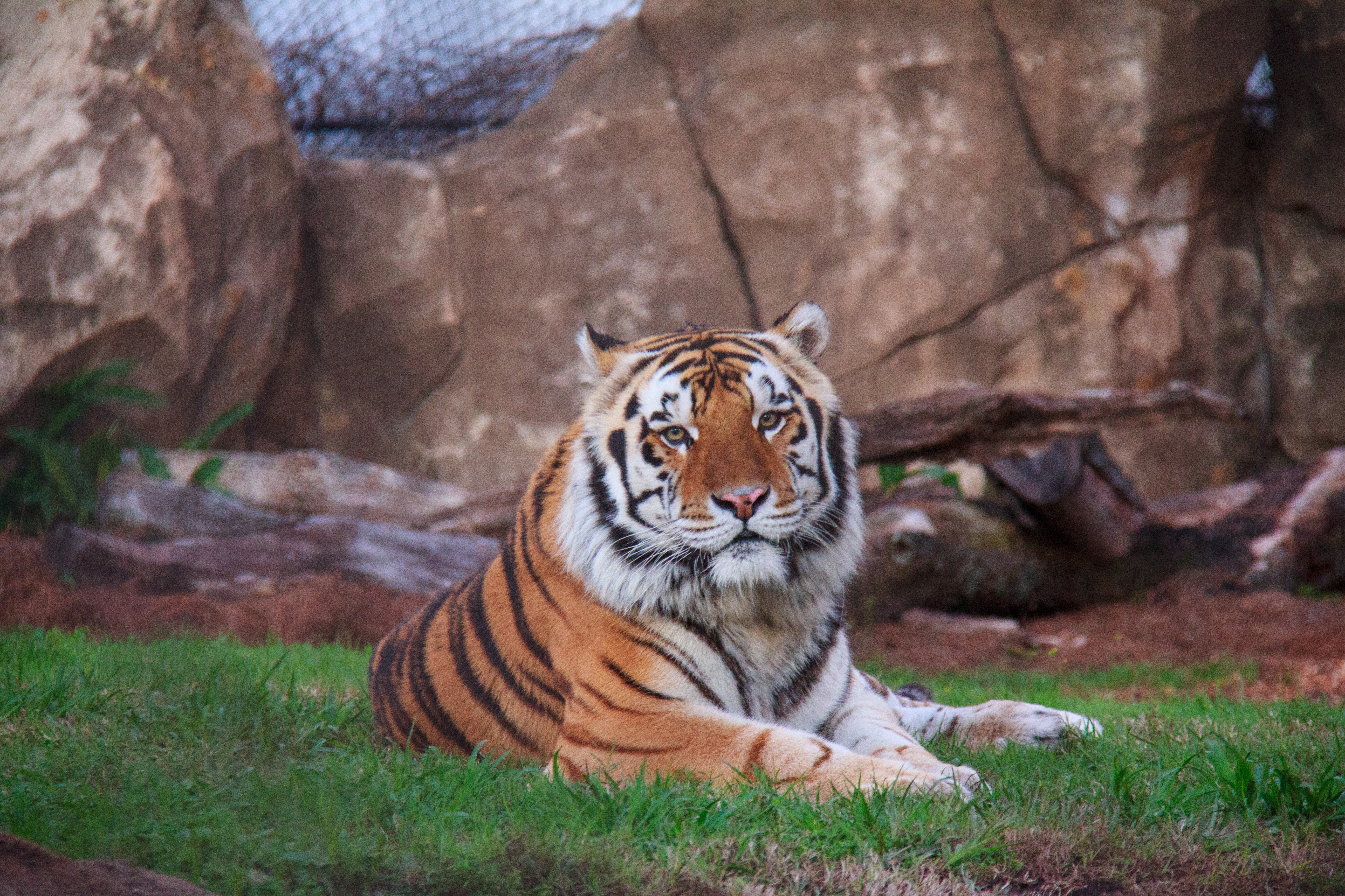 60534 Bild herunterladen tiere, sich hinlegen, liegen, raubtier, predator, sibirischer tiger - Hintergrundbilder und Bildschirmschoner kostenlos