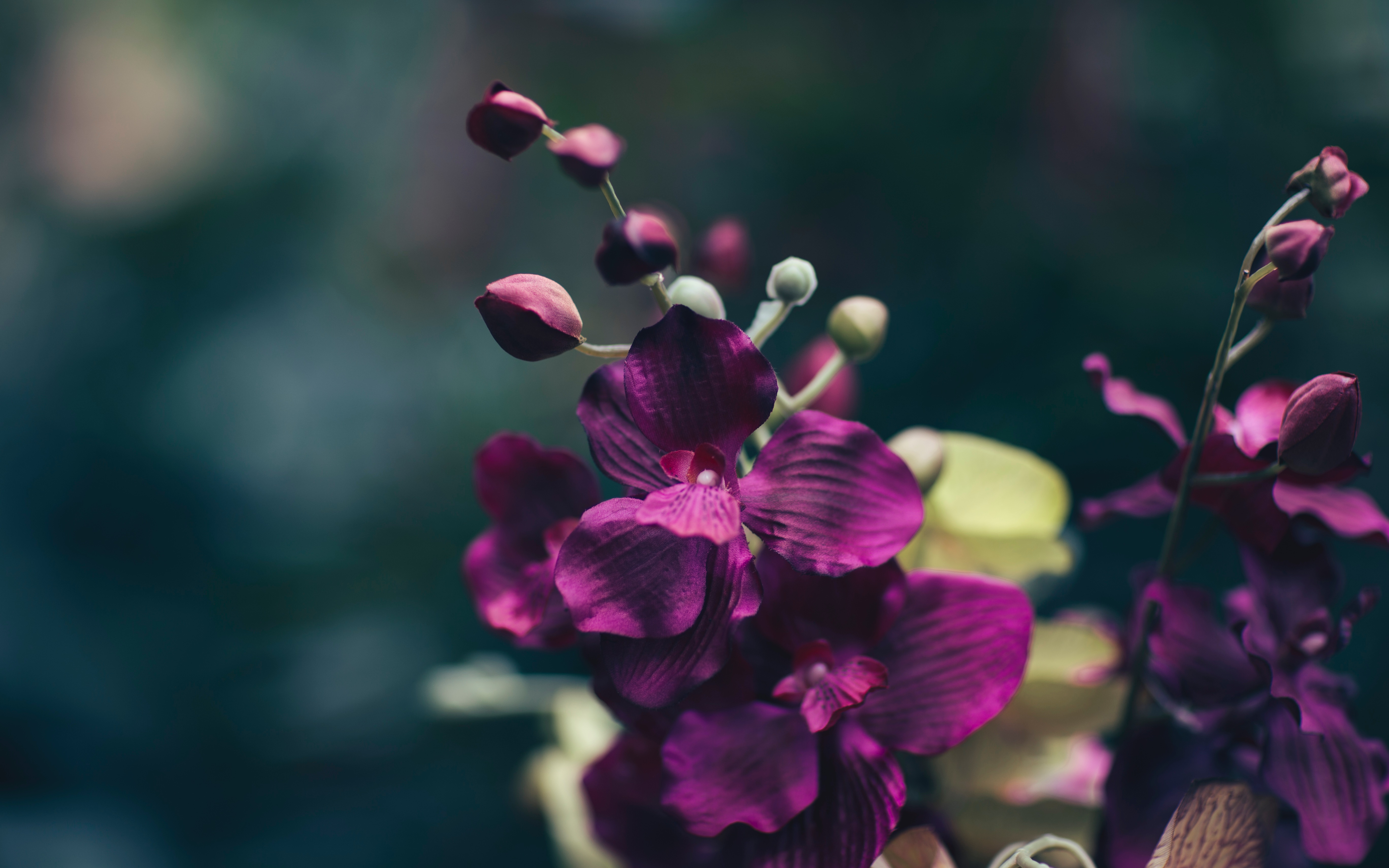 violet, flowers, flower, petals, purple Phone Background