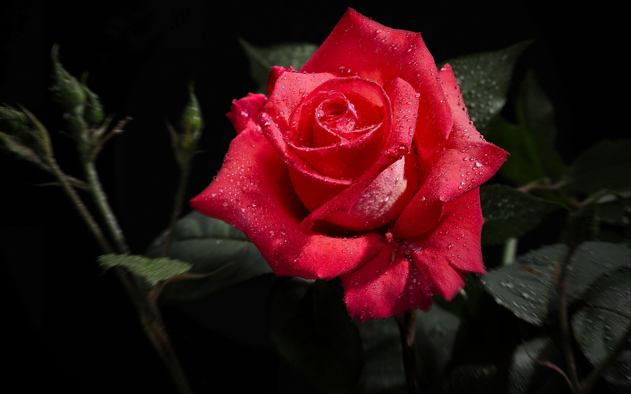 38250 Заставки и Обои Розы на телефон. Скачать красные, цветы, растения картинки бесплатно