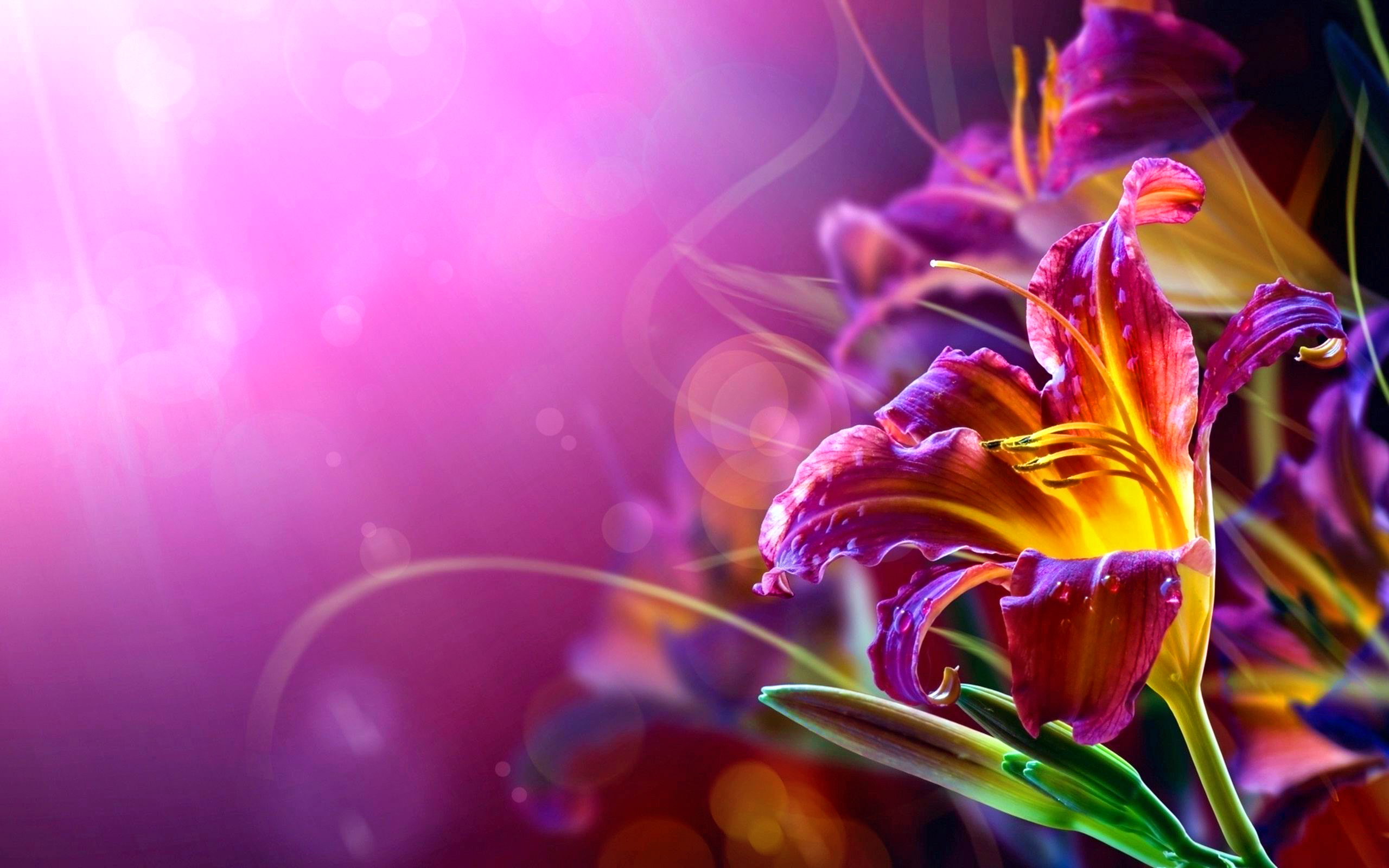 earth, lily, colorful, flower, spring, flowers