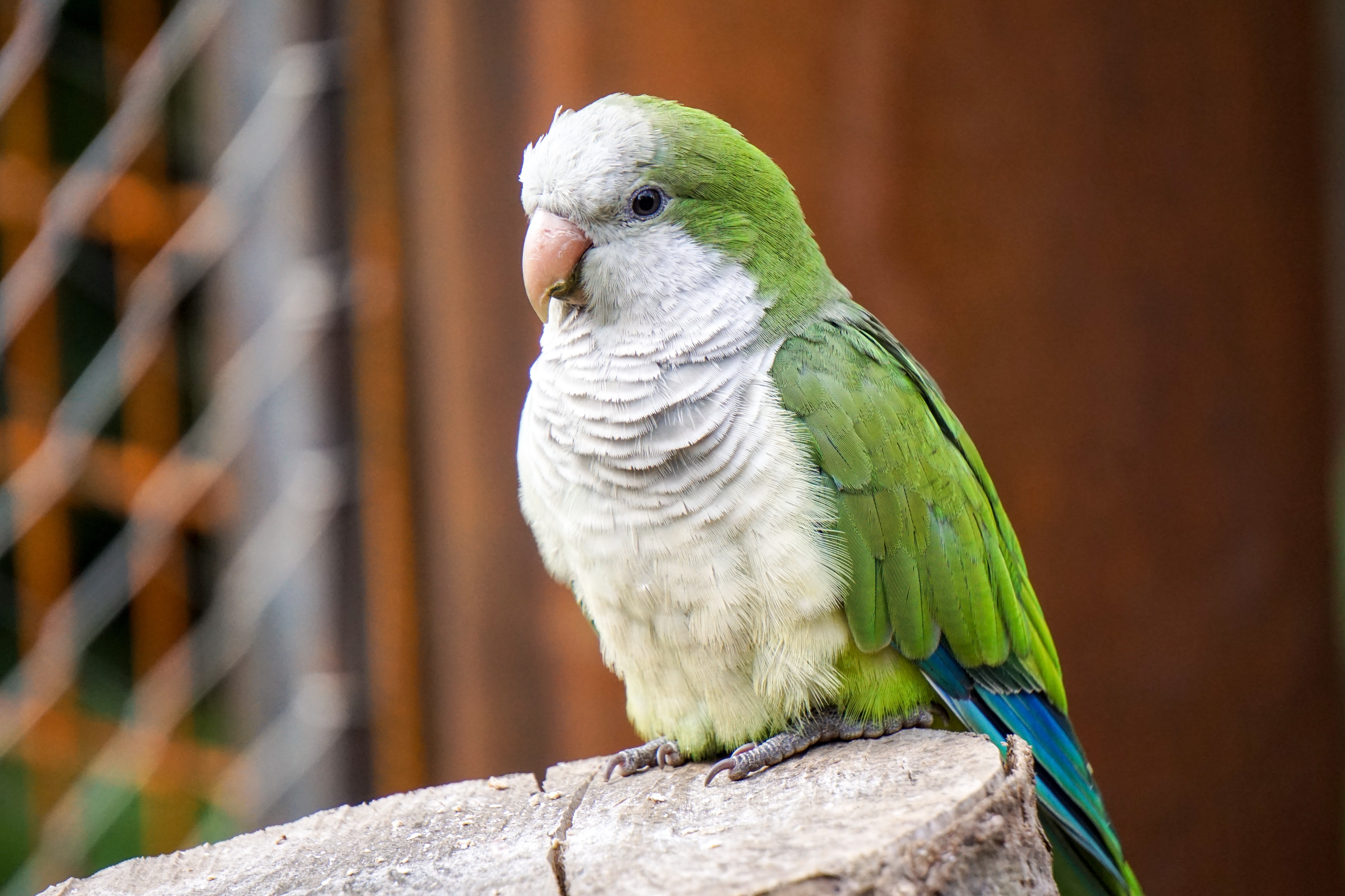 52669 download wallpaper parrots, animals, bird, color, kalita screensavers and pictures for free
