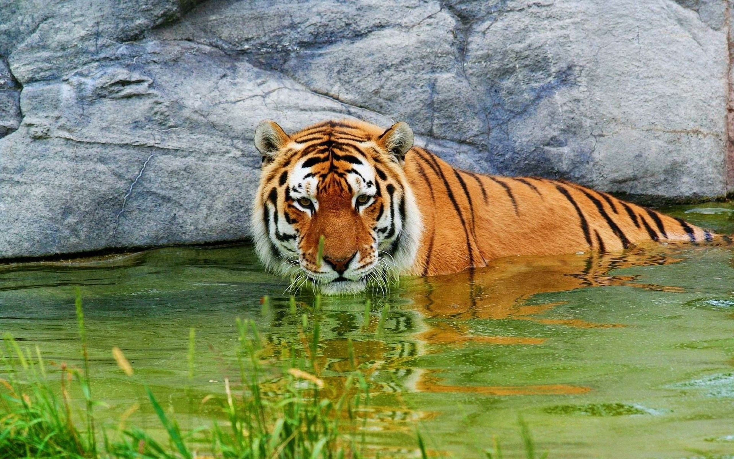 water, stones, animals, to lie down, lie, tiger 1080p