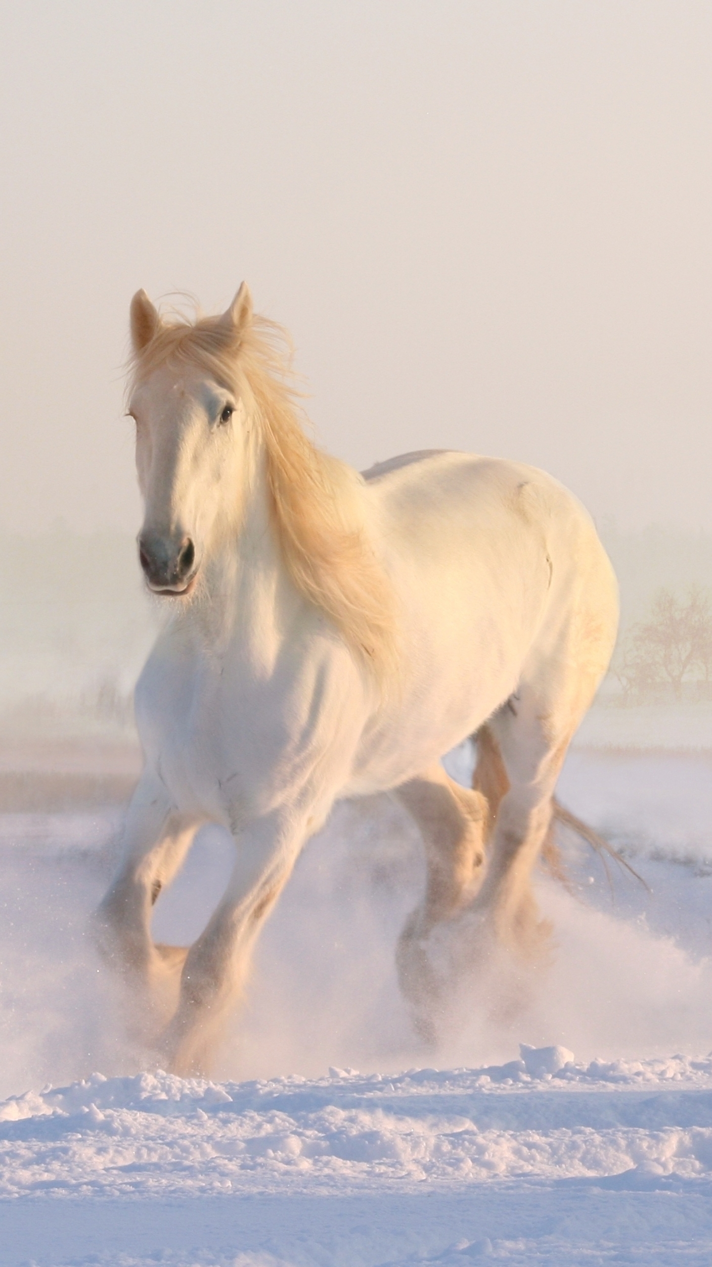 snow, animal, horse, winter Full HD