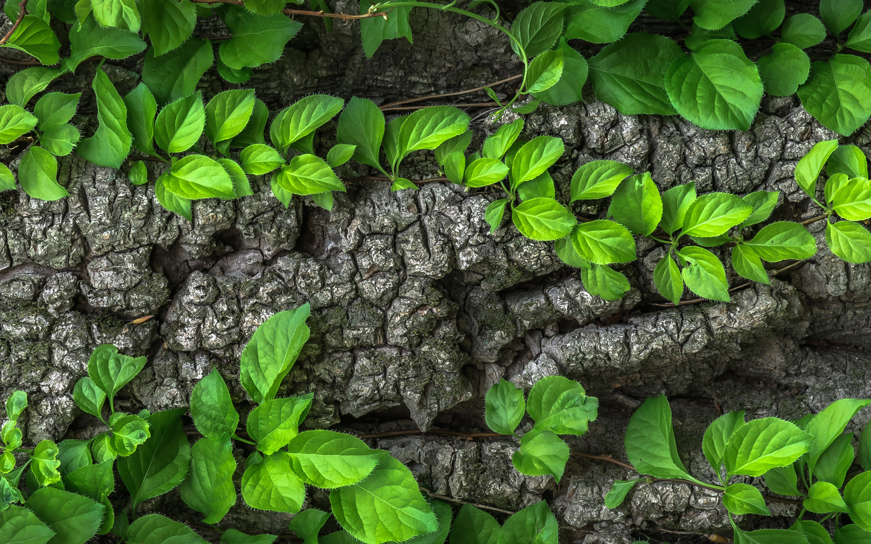 earth, close up, bark, leaf, macro, tree HD wallpaper