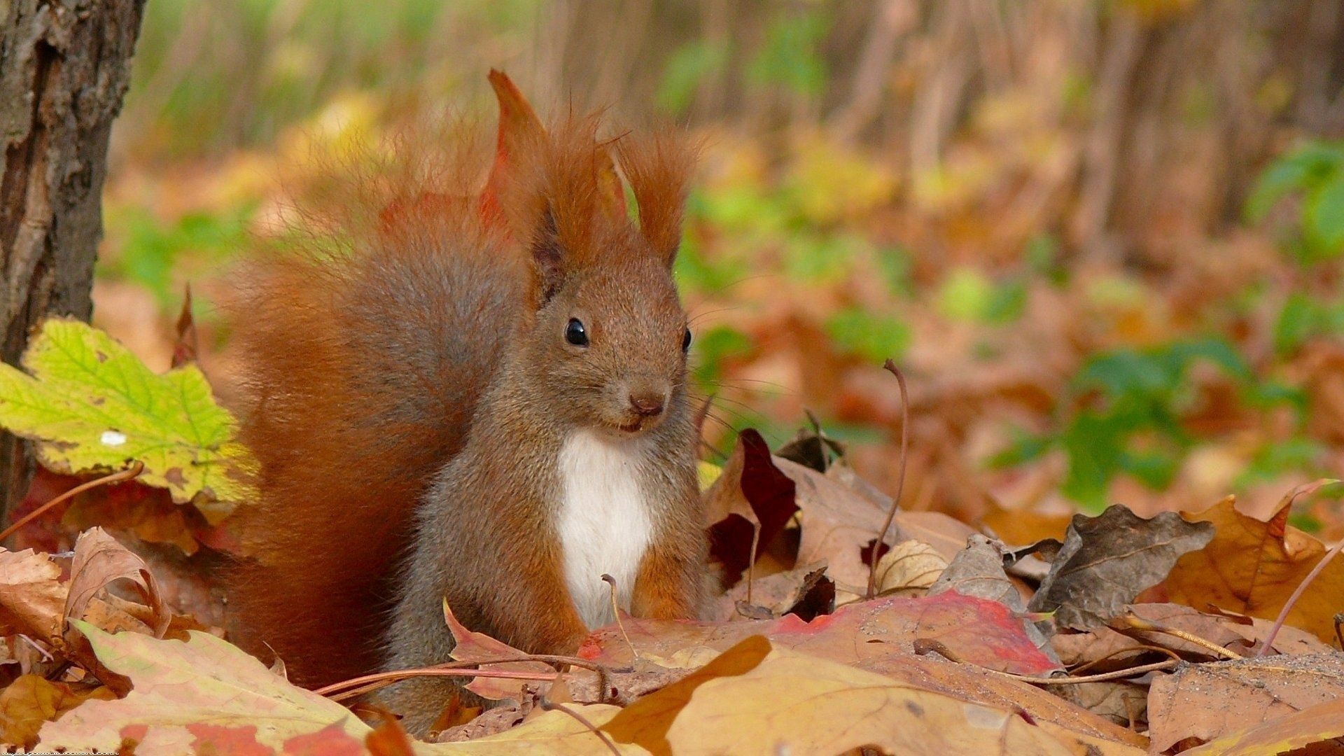 Laden Sie das Tiere, Herbst, Eichhörnchen, Grass, Blätter, Sitzen, Flauschige, Schwanz-Bild kostenlos auf Ihren PC-Desktop herunter
