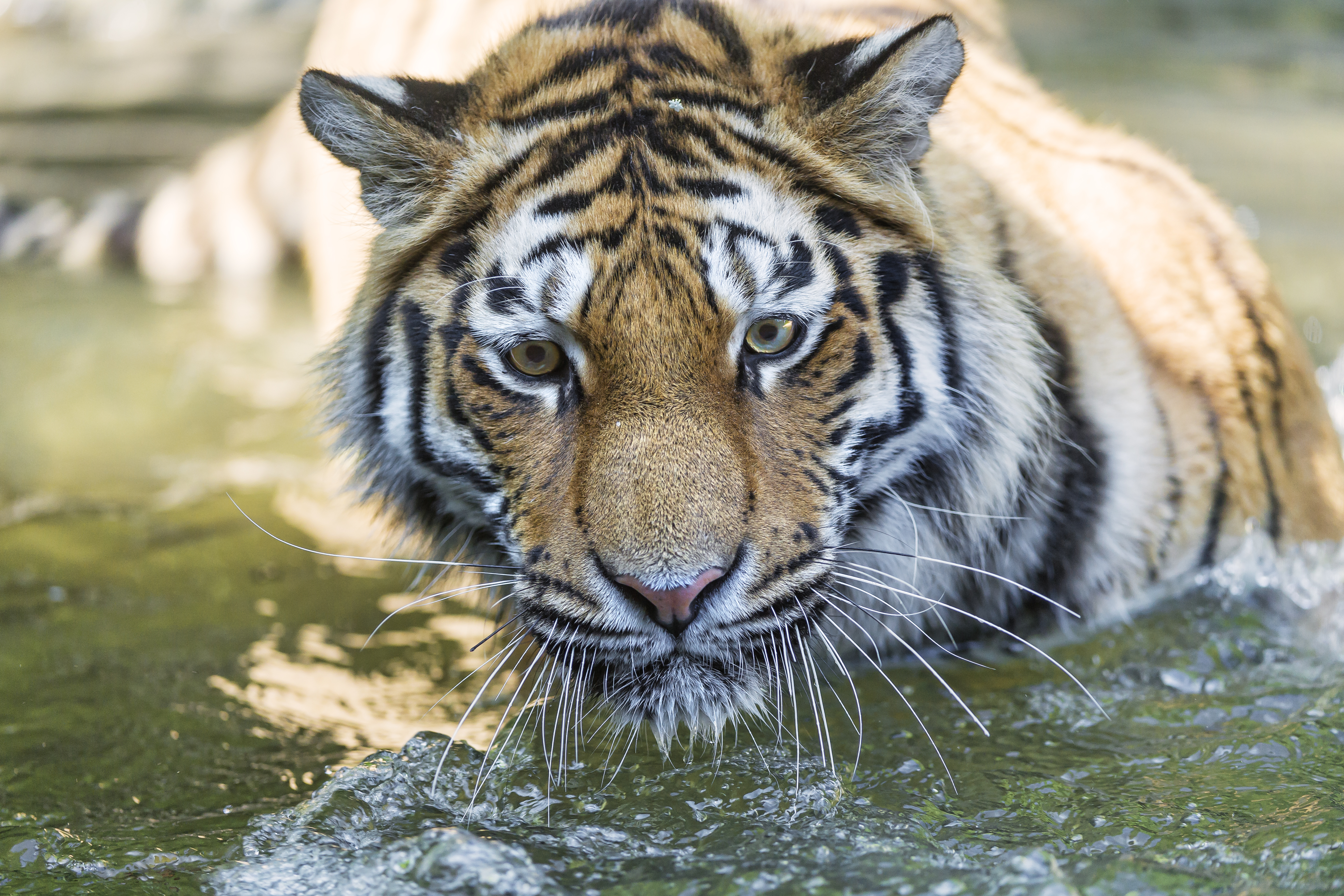 Big Cat tiger, predator, muzzle, opinion Free Stock Photos