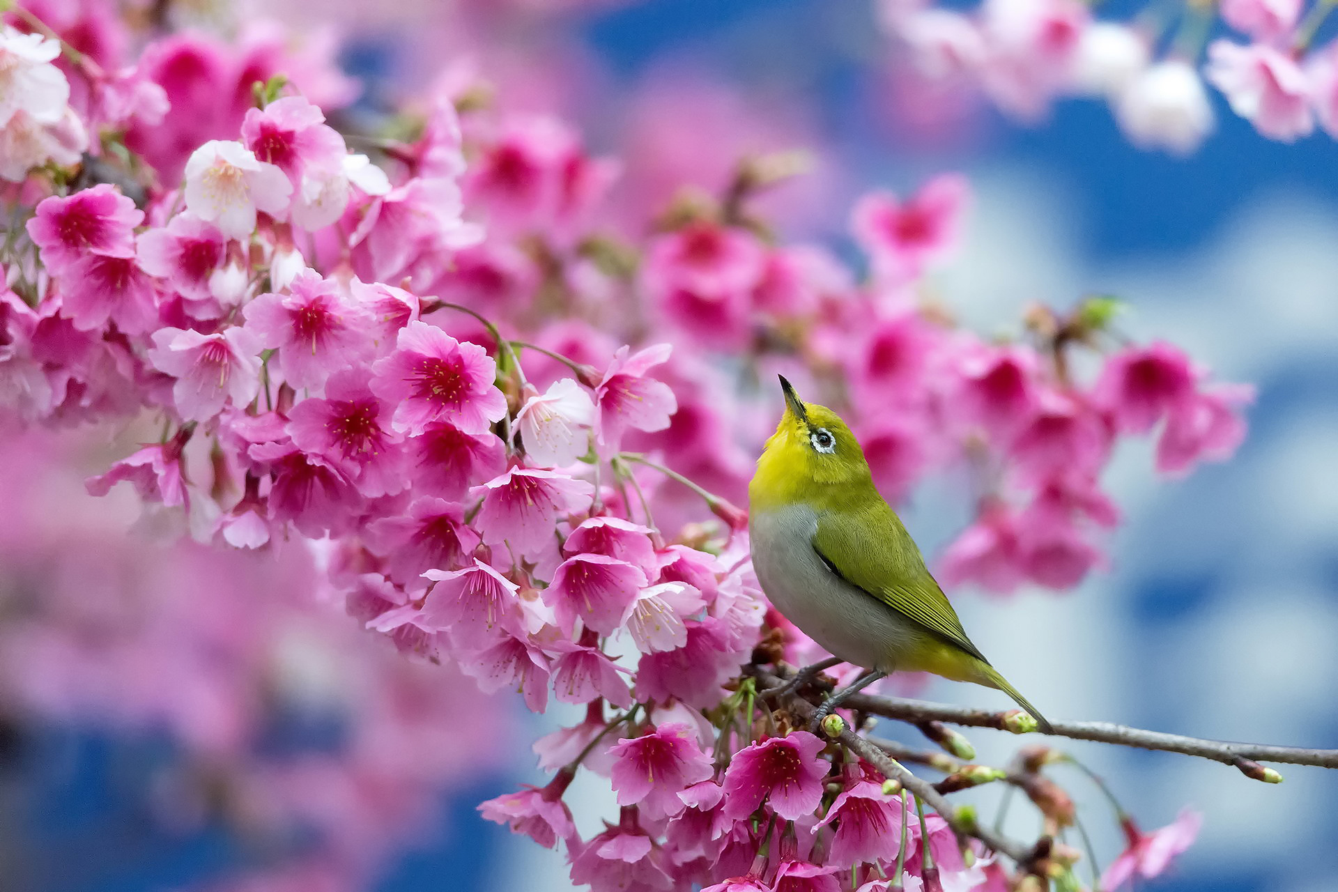 105951 Hintergrundbild herunterladen frühling, tiere, blumen, sakura, schönheit, ast, zweig, japanisches weißes auge - Bildschirmschoner und Bilder kostenlos