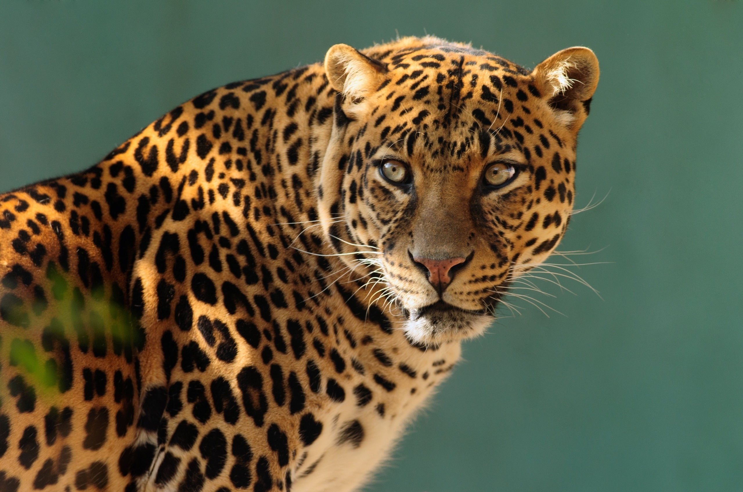 Ягуар кошка и леопард