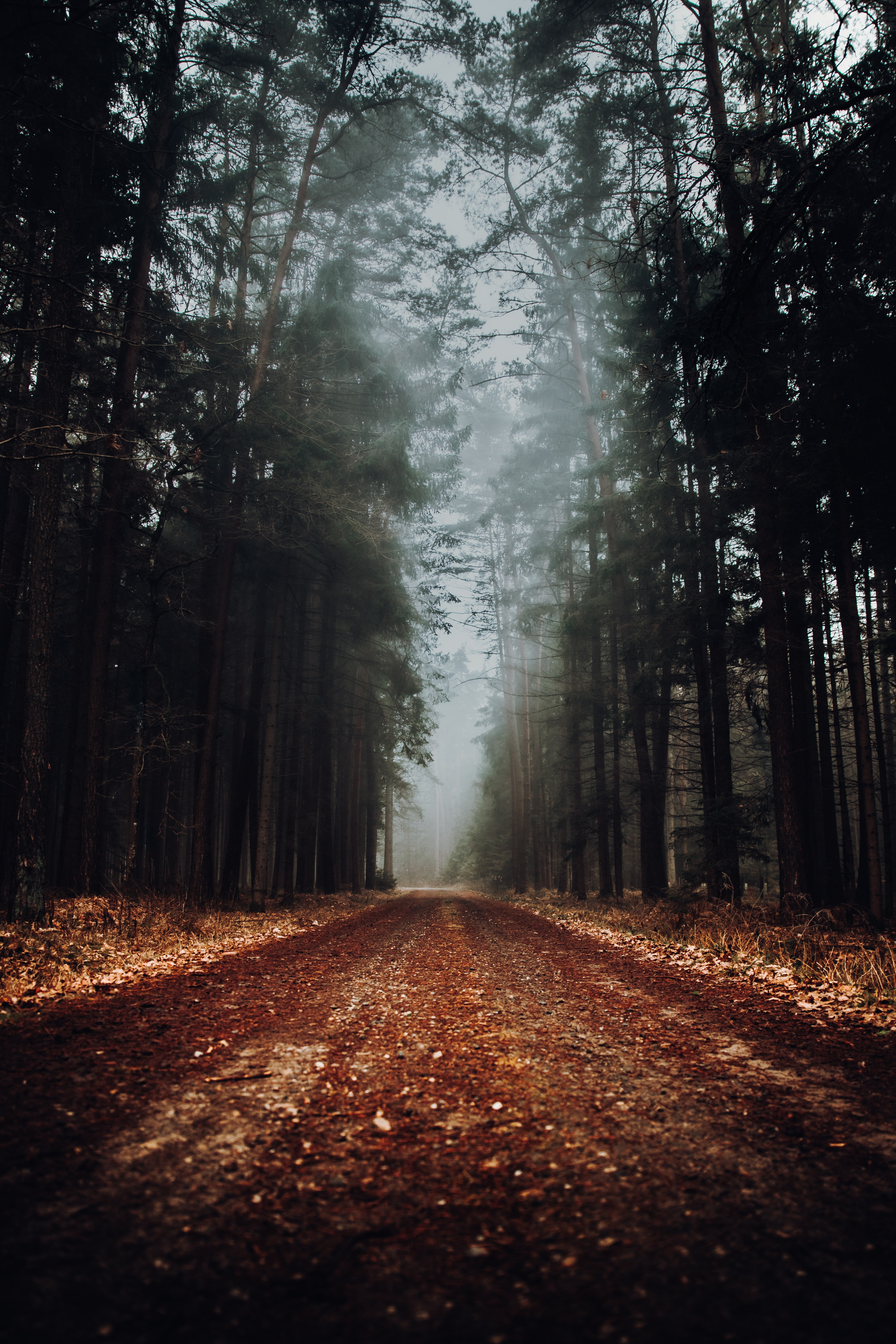road, nature, forest, fog 1080p
